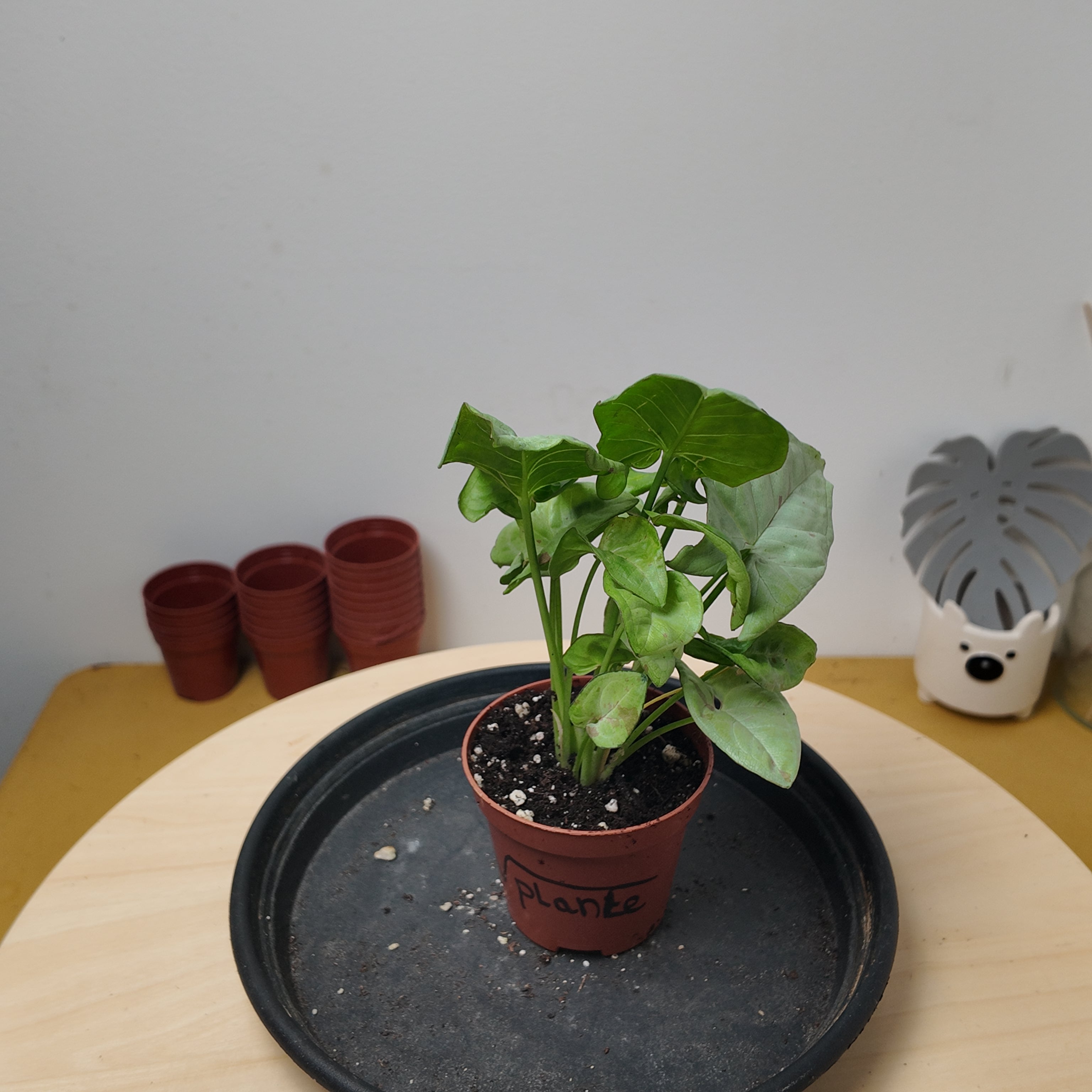 Syngonium confetti