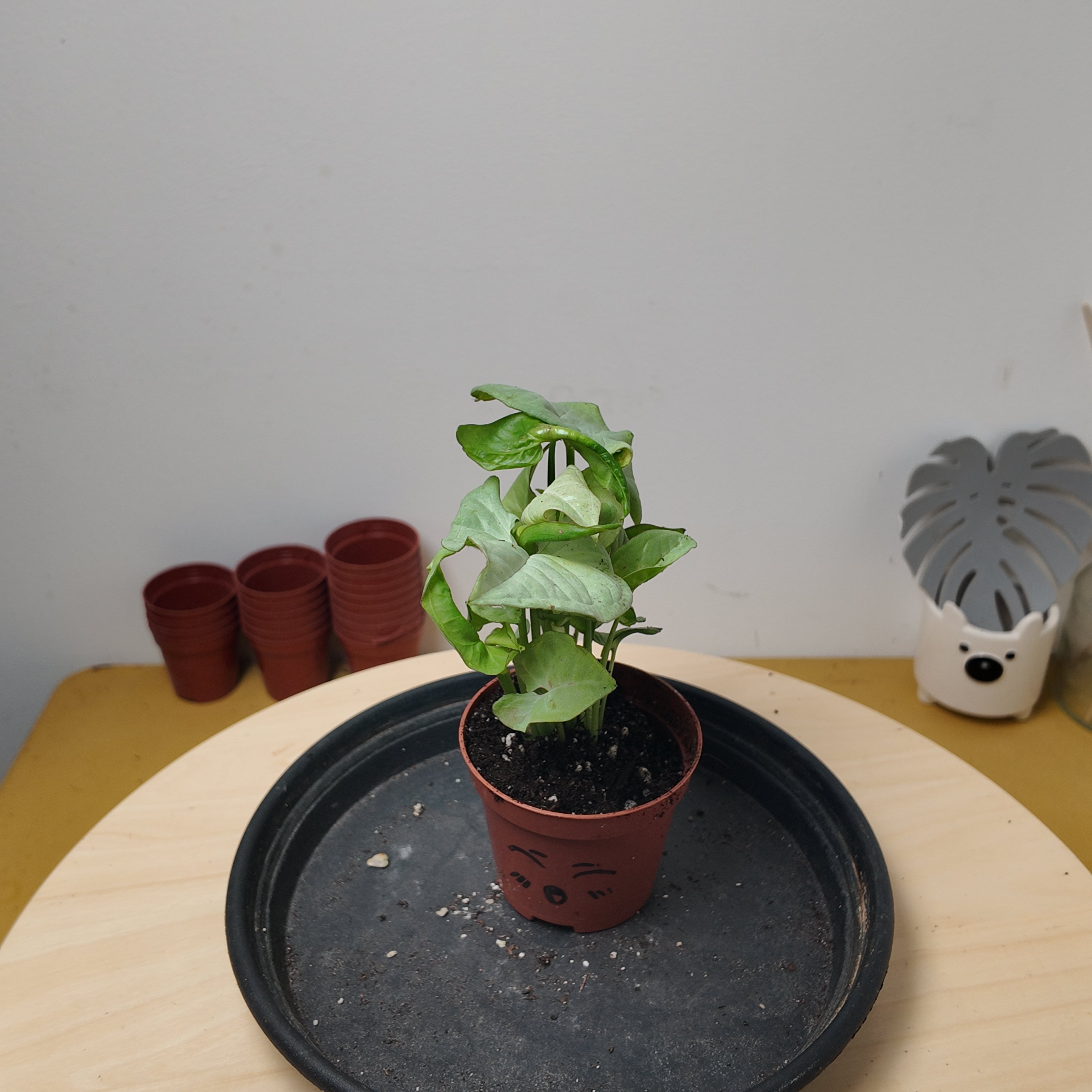Syngonium confetti