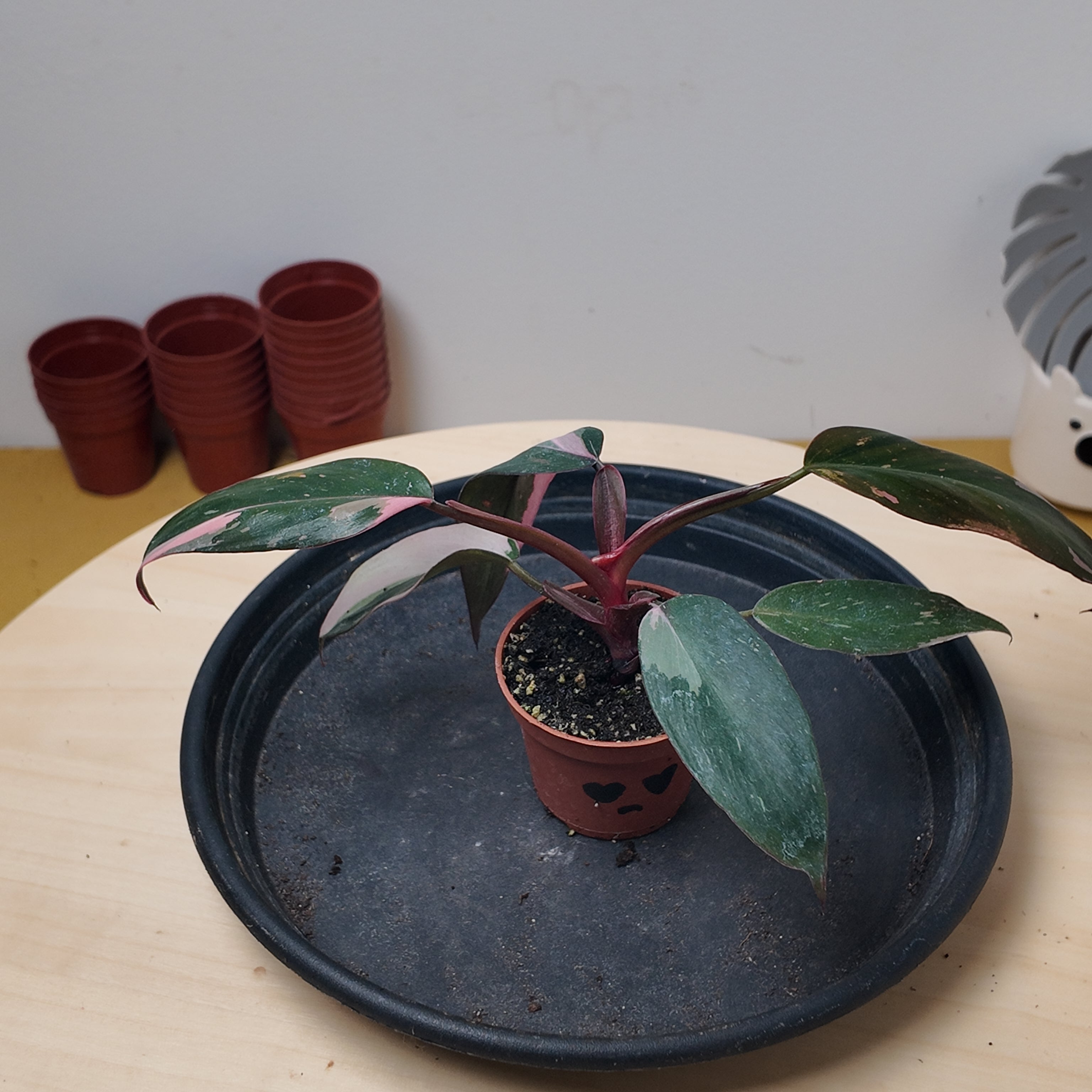 Philodendron pink princess