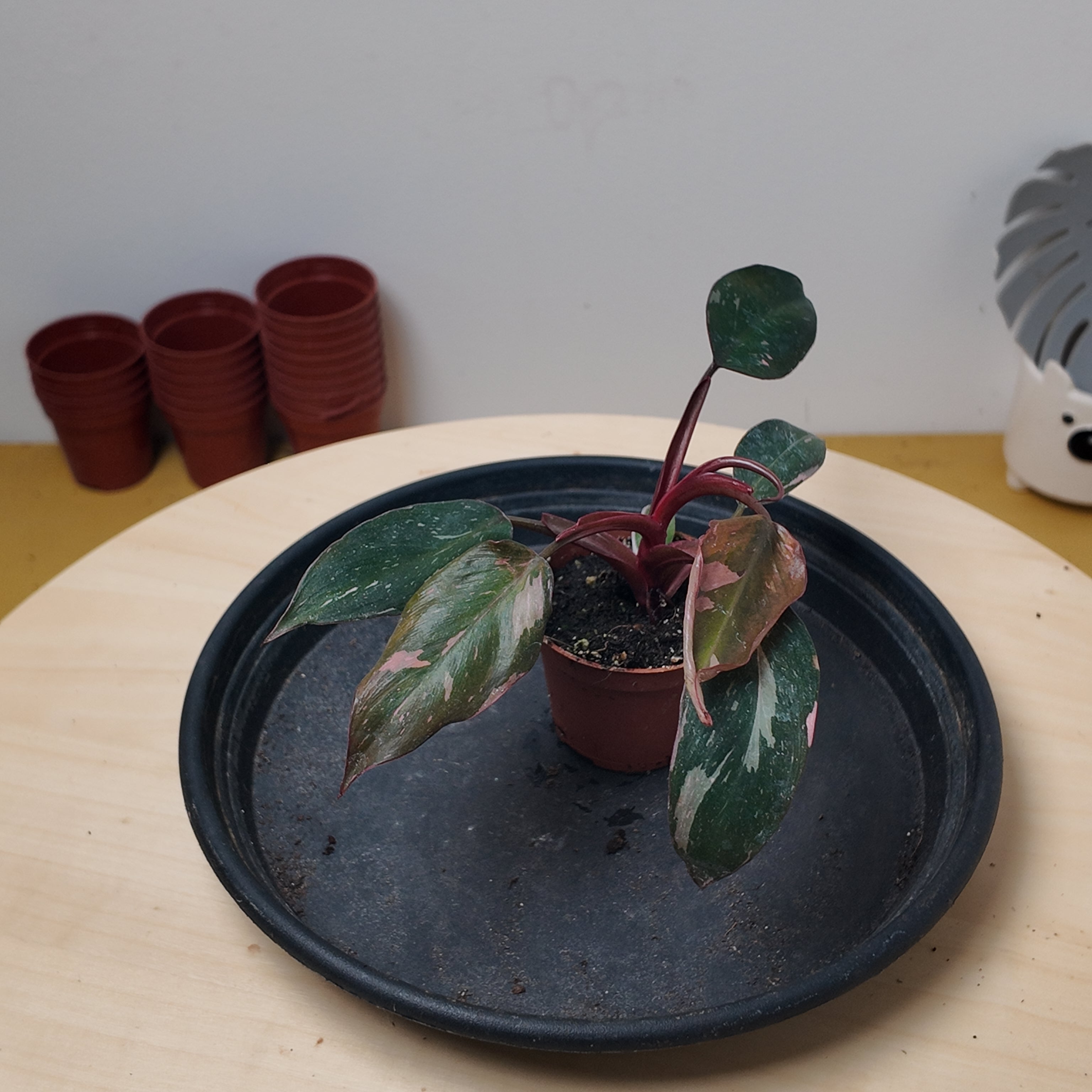 Philodendron pink princess