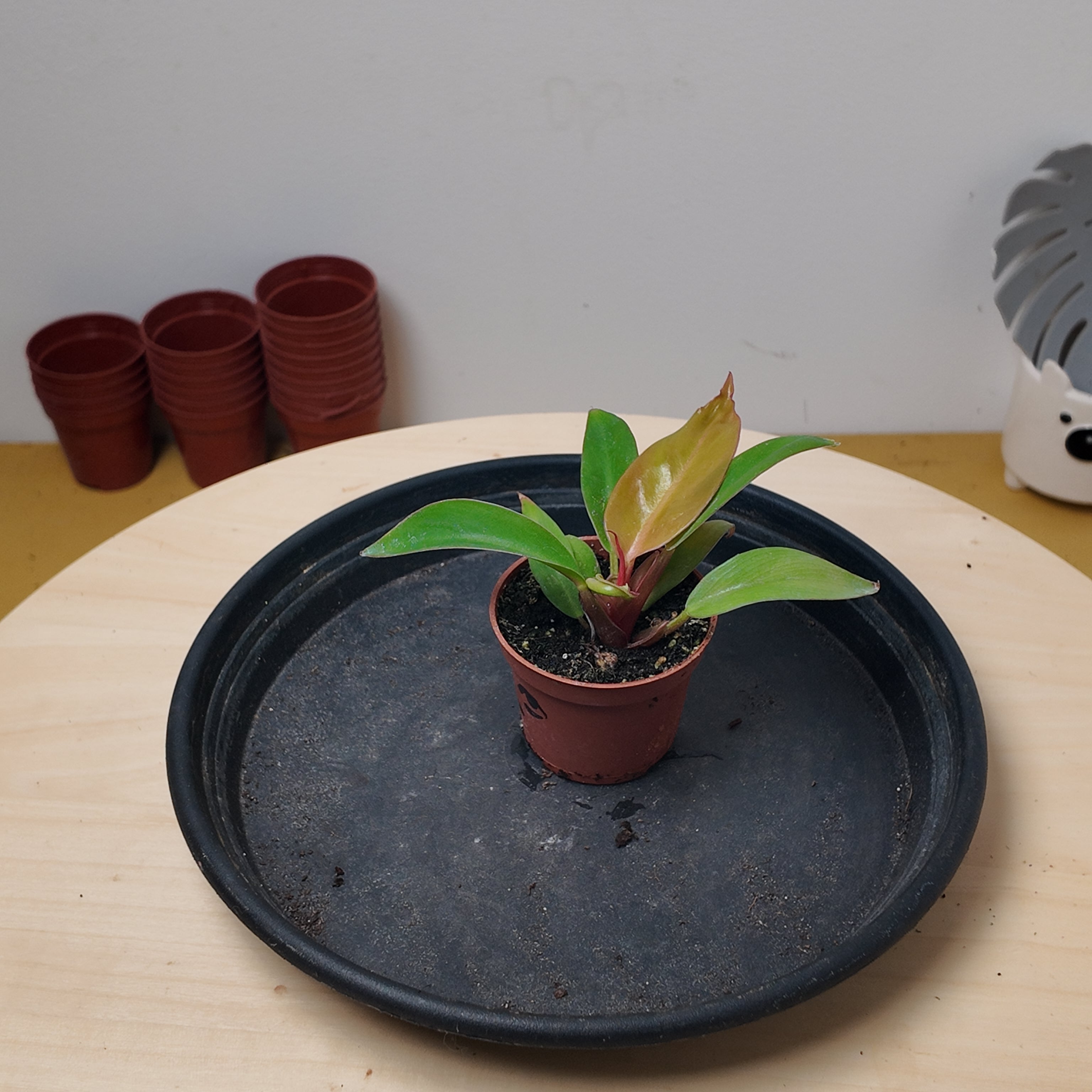 Philodendron mars