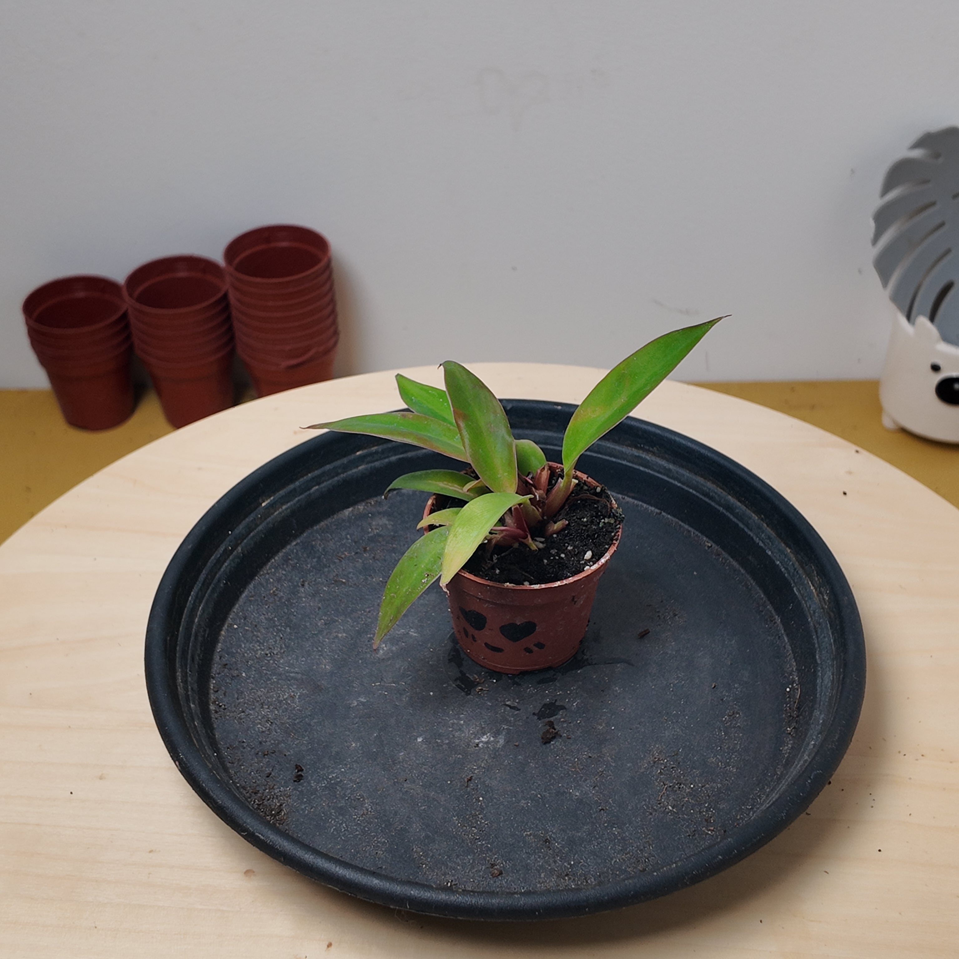Philodendron mars