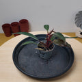 Philodendron black cardinal