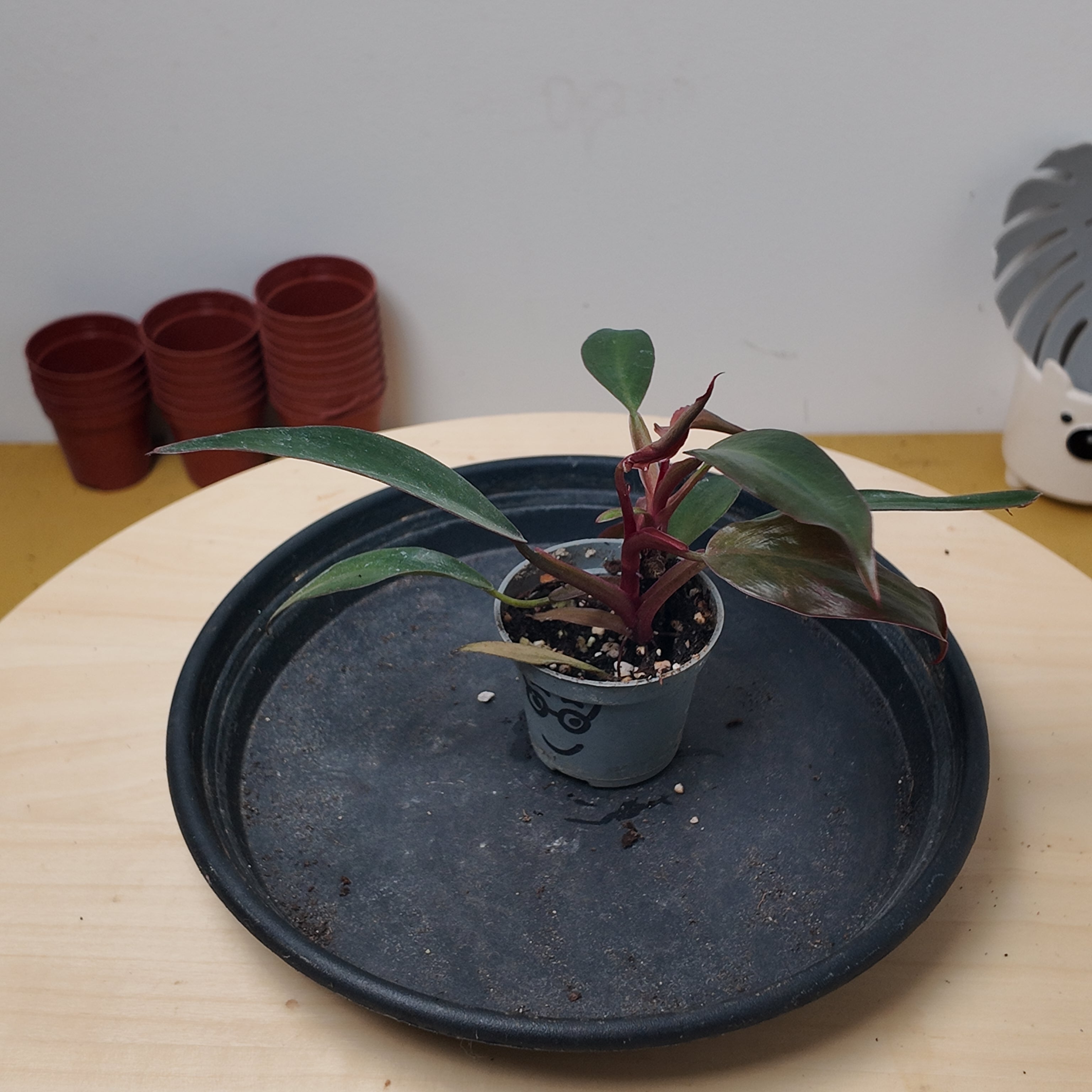 Philodendron black cardinal