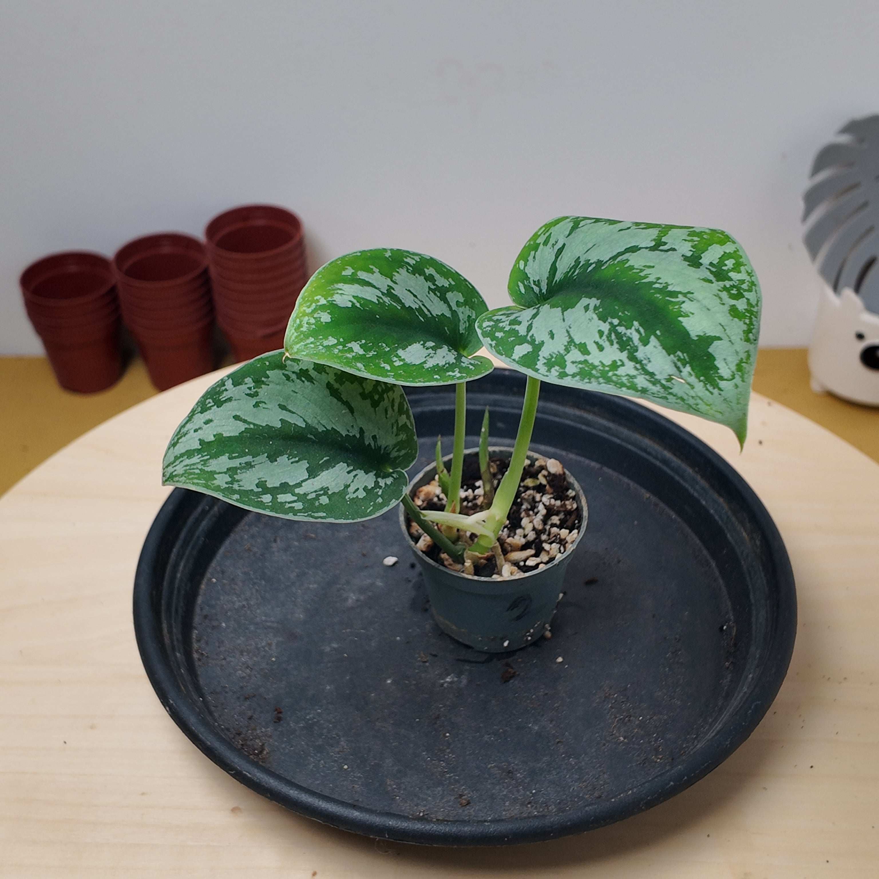 Philodendron scandens 'Pictus'
