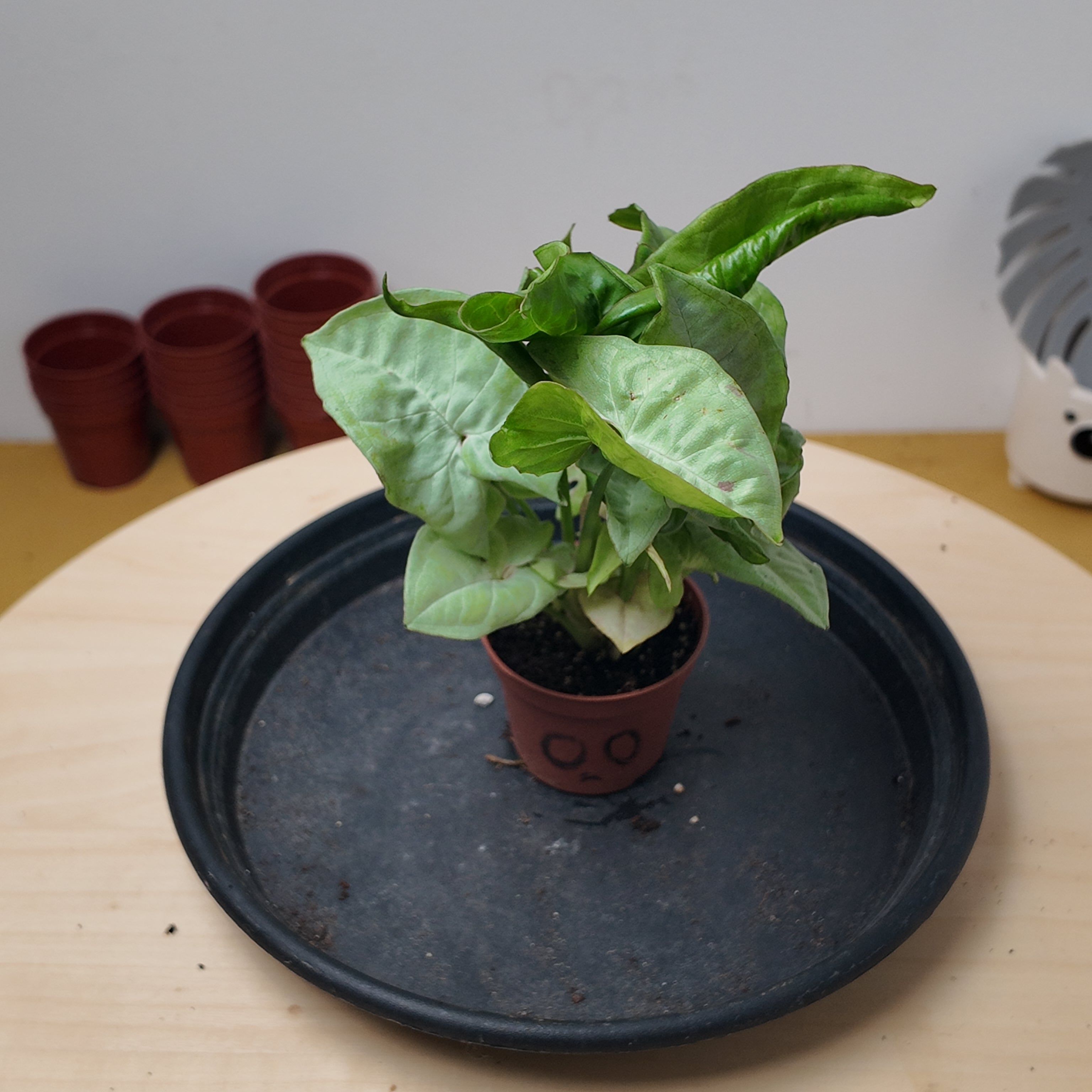 Syngonium confetti