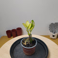 Zamioculcas zamiifolia 'Chameleon'