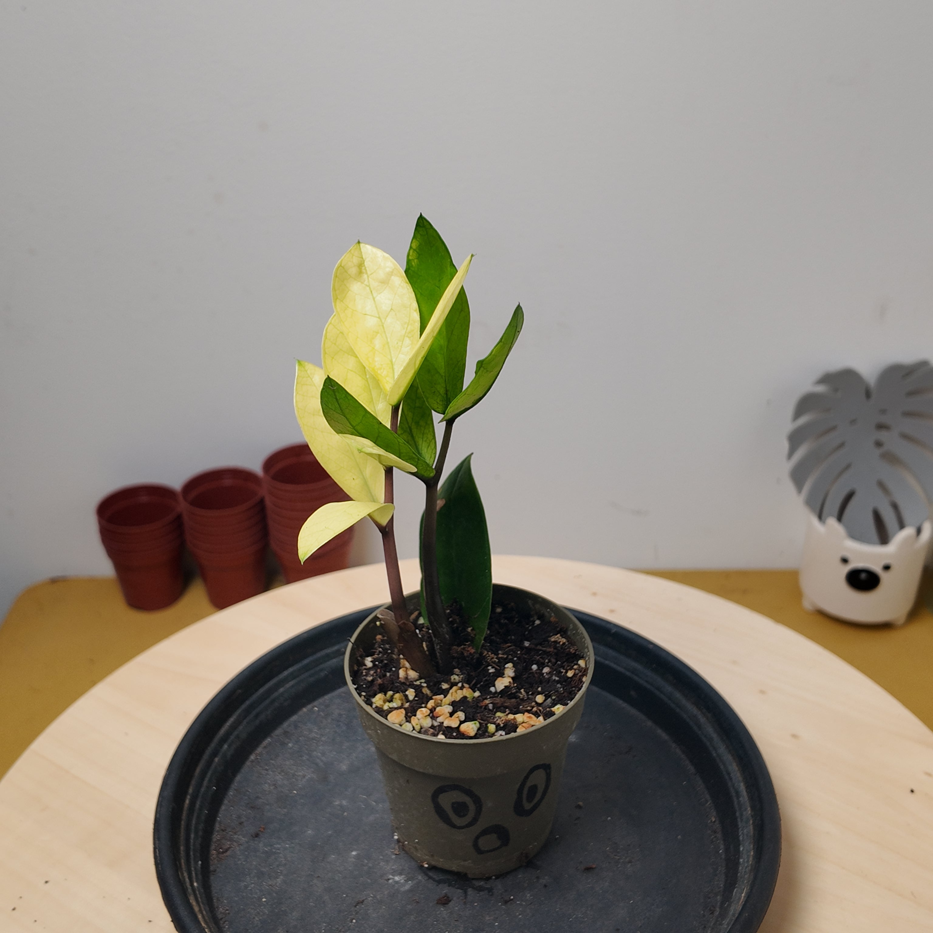 Zamioculcas zamiifolia 'Chameleon'