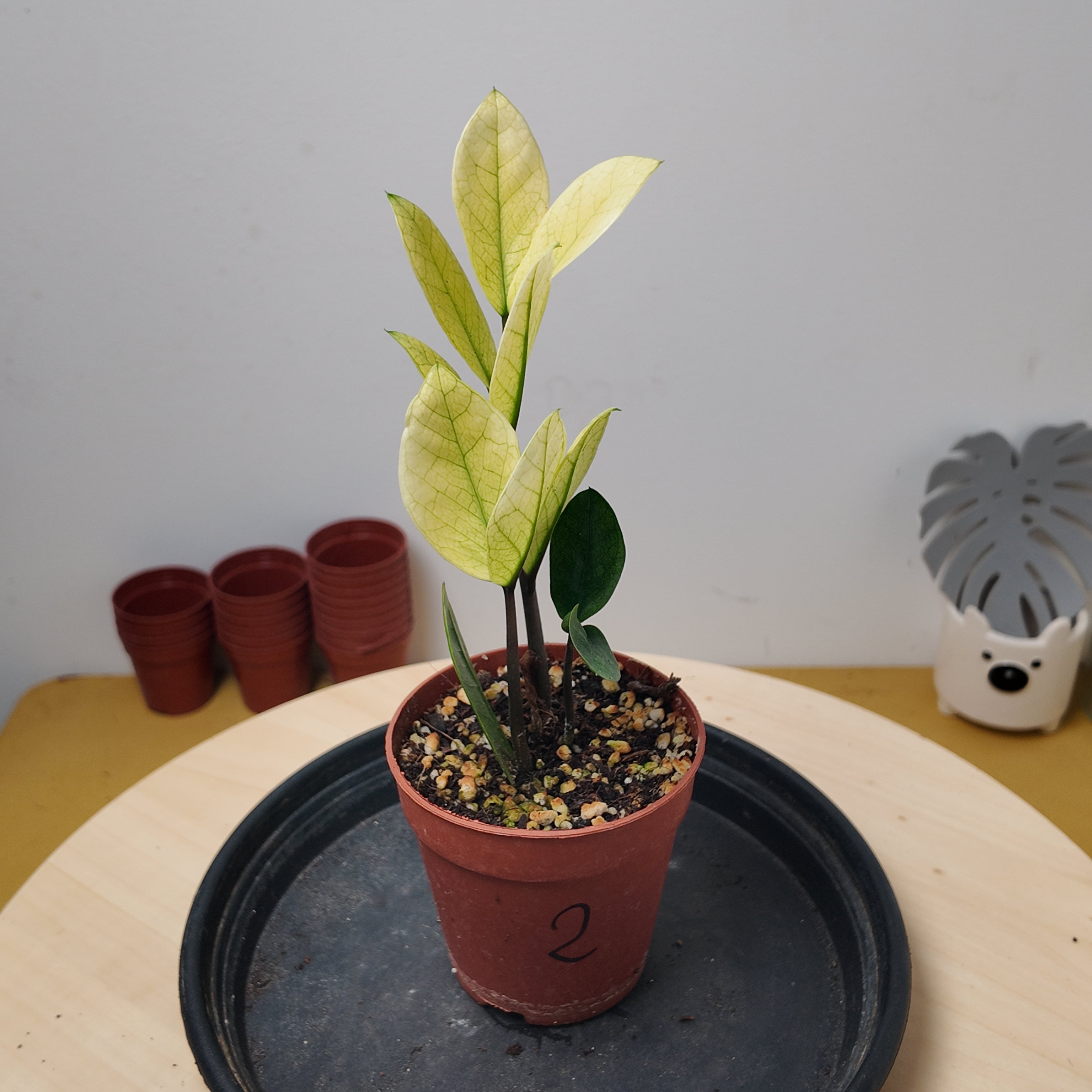 Zamioculcas zamiifolia 'Chameleon'
