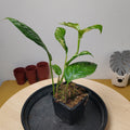 Rhaphidophora puberula 'Variegata