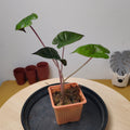 Alocasia serendipity black