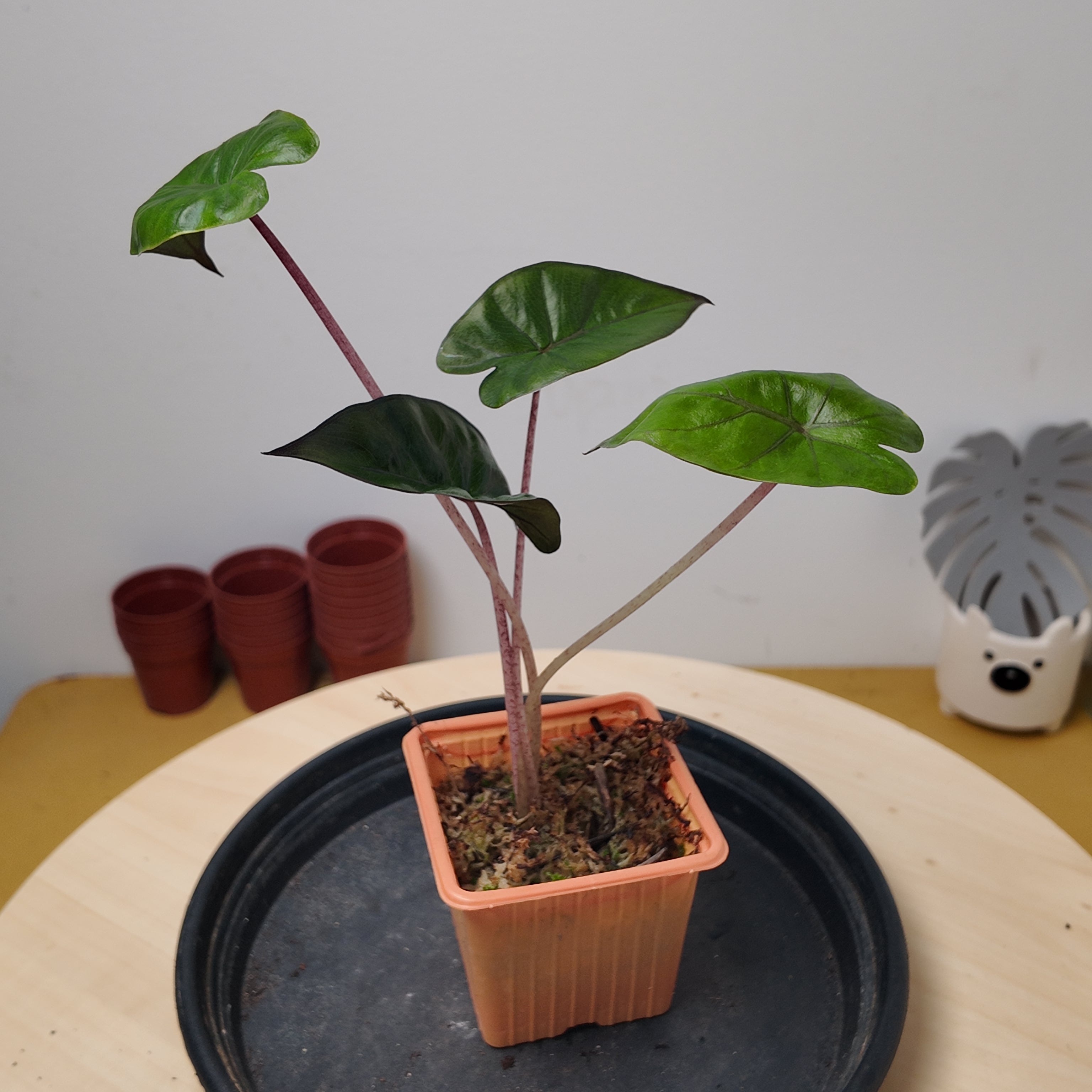 Alocasia serendipity black
