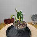 Monstera adansonii variegata