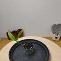 Epipremnum Amplissimum