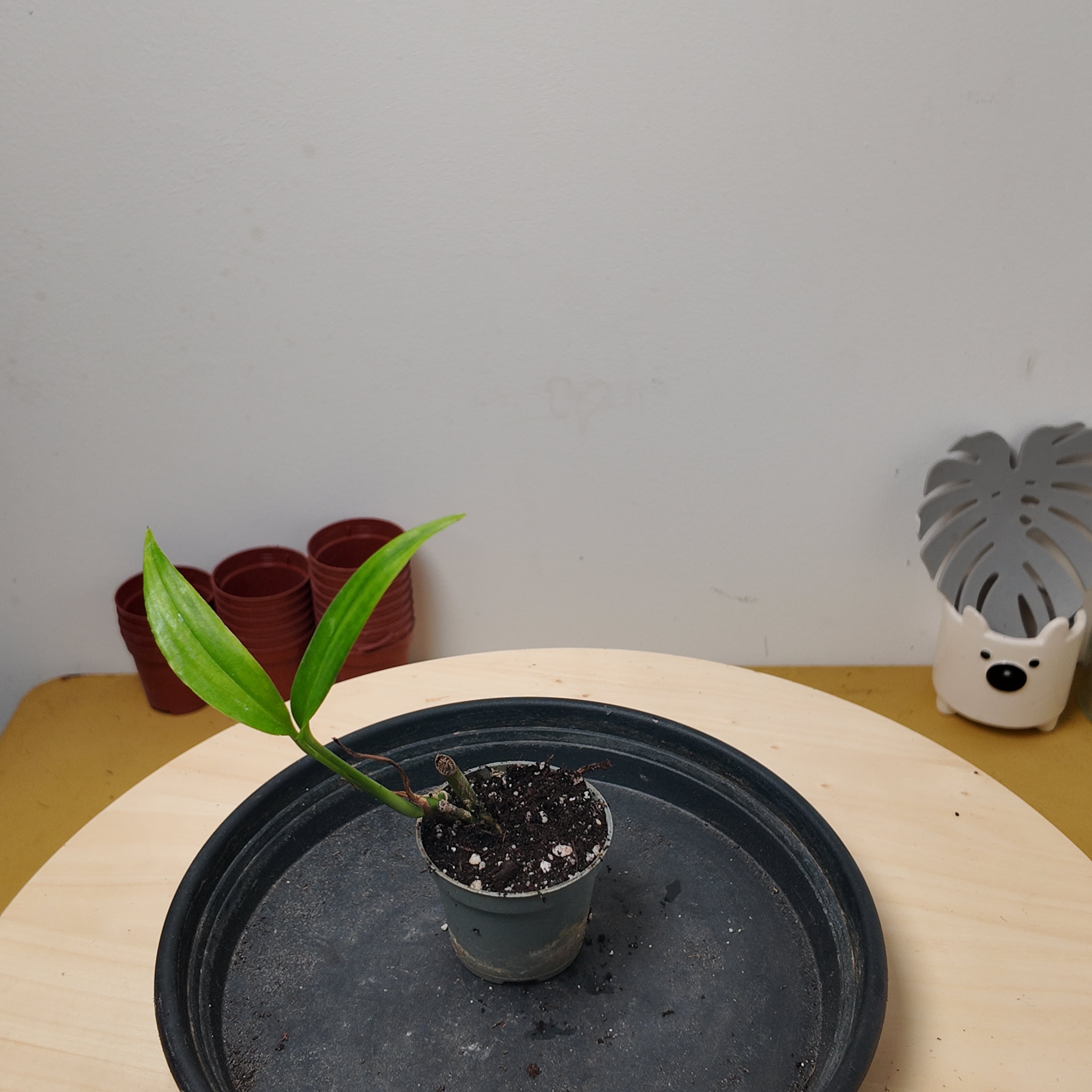 Epipremnum Amplissimum