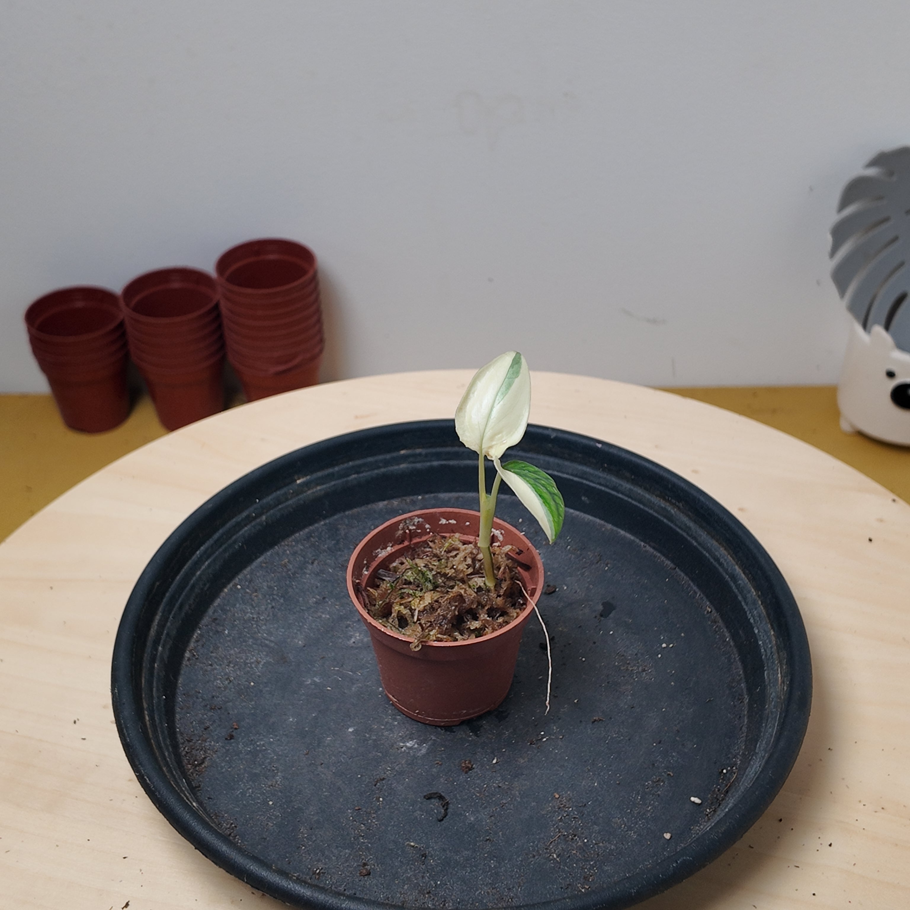 Monstera standleyana  variegata