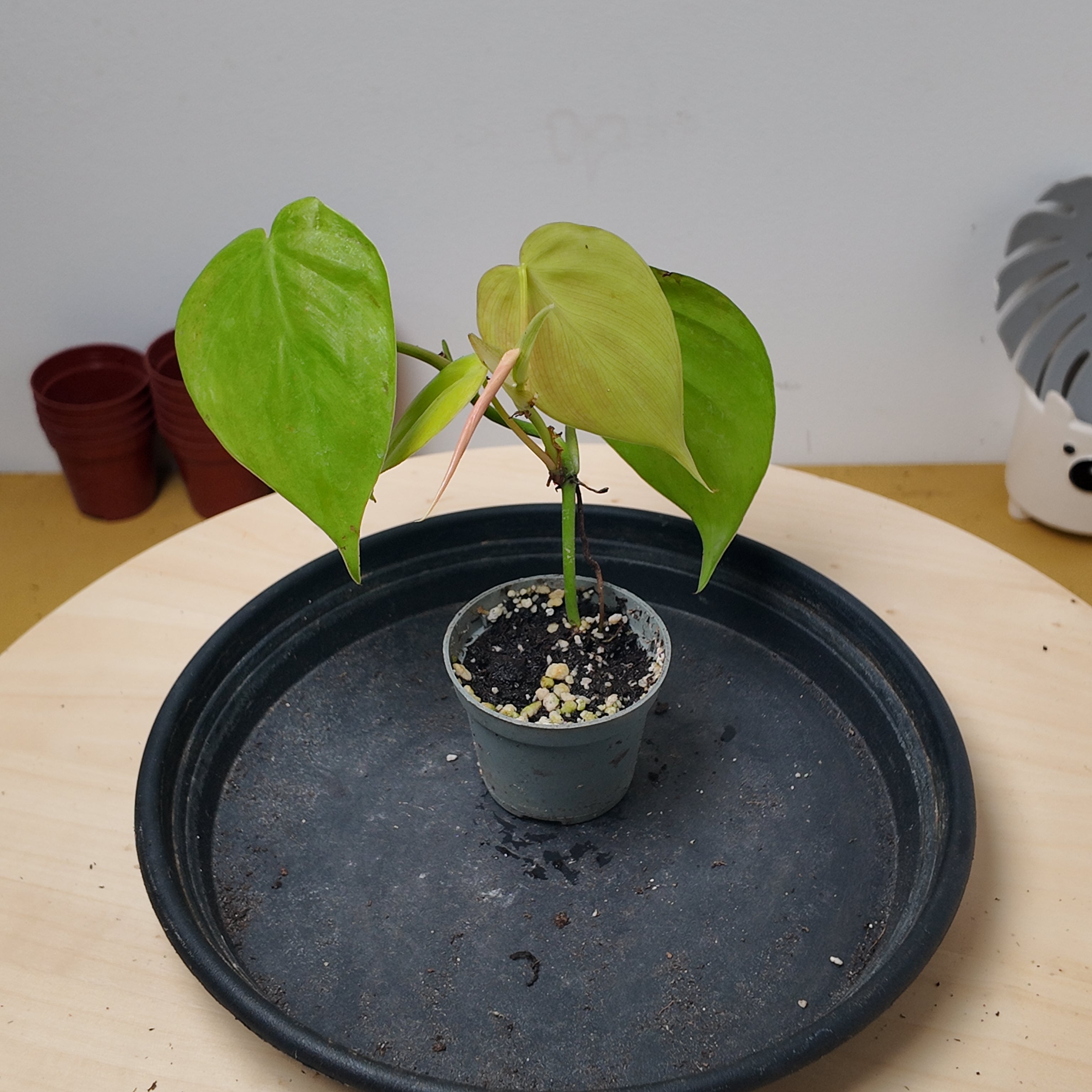 Philodendron scandens micans 'Lime'