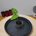 Alocasia imperial red