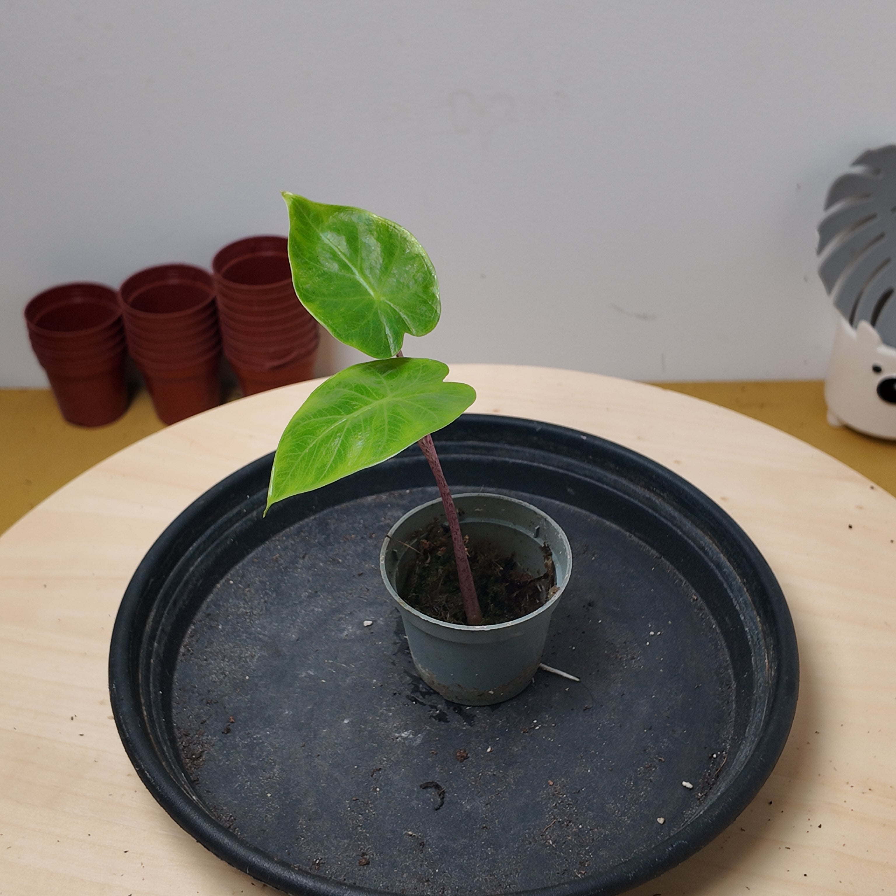 Alocasia imperial red