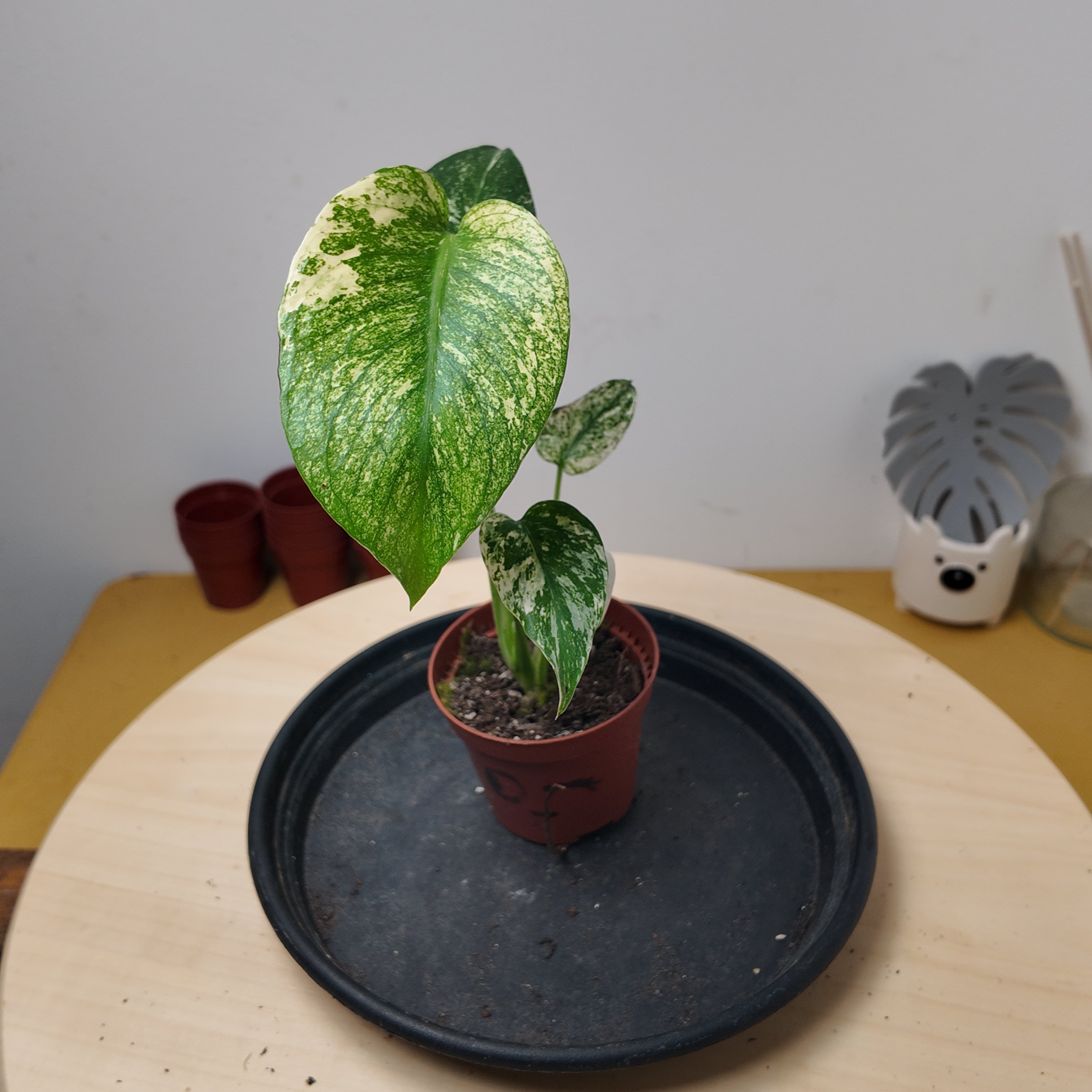 Monstera mint