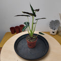 Alocasia BAMBINO