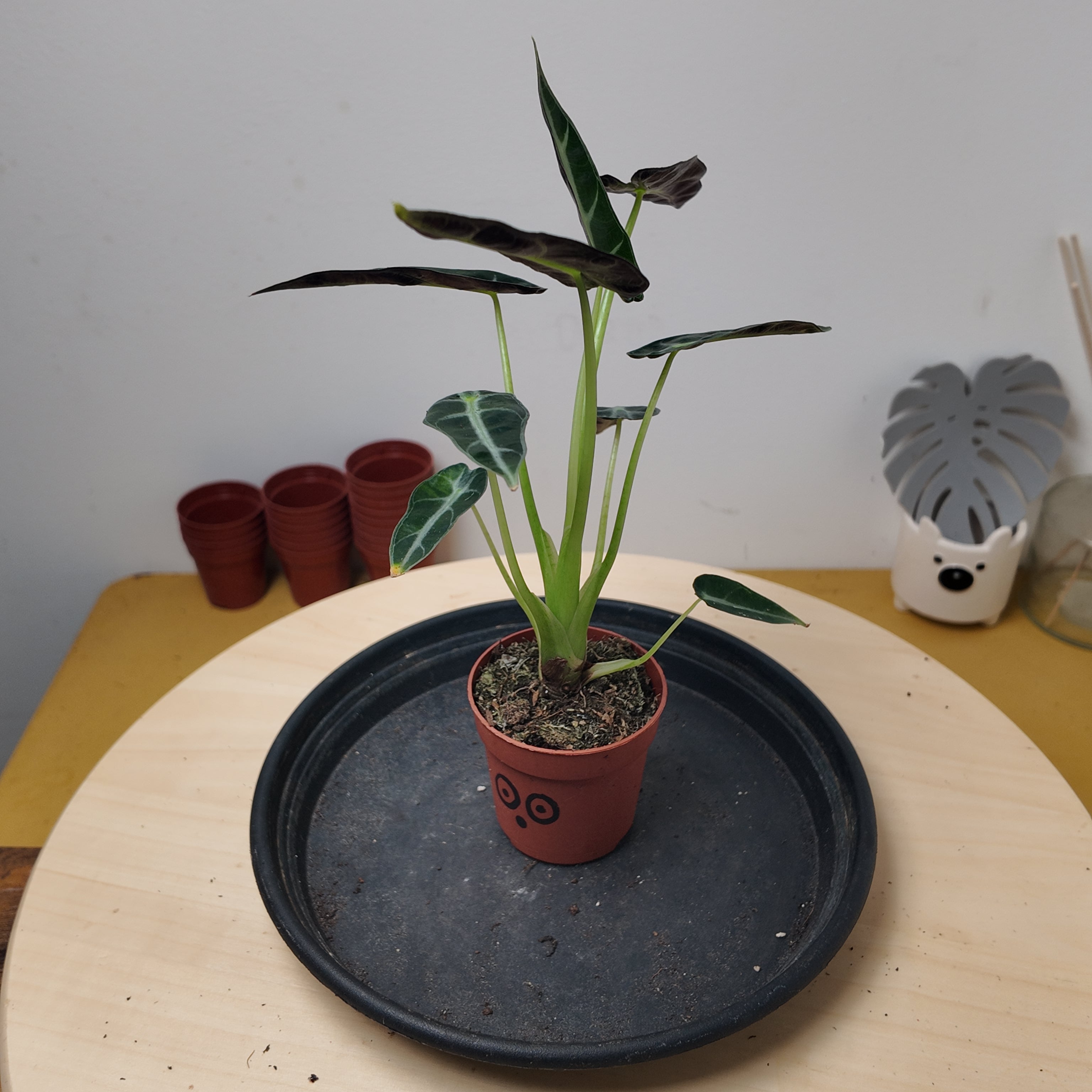 Alocasia BAMBINO