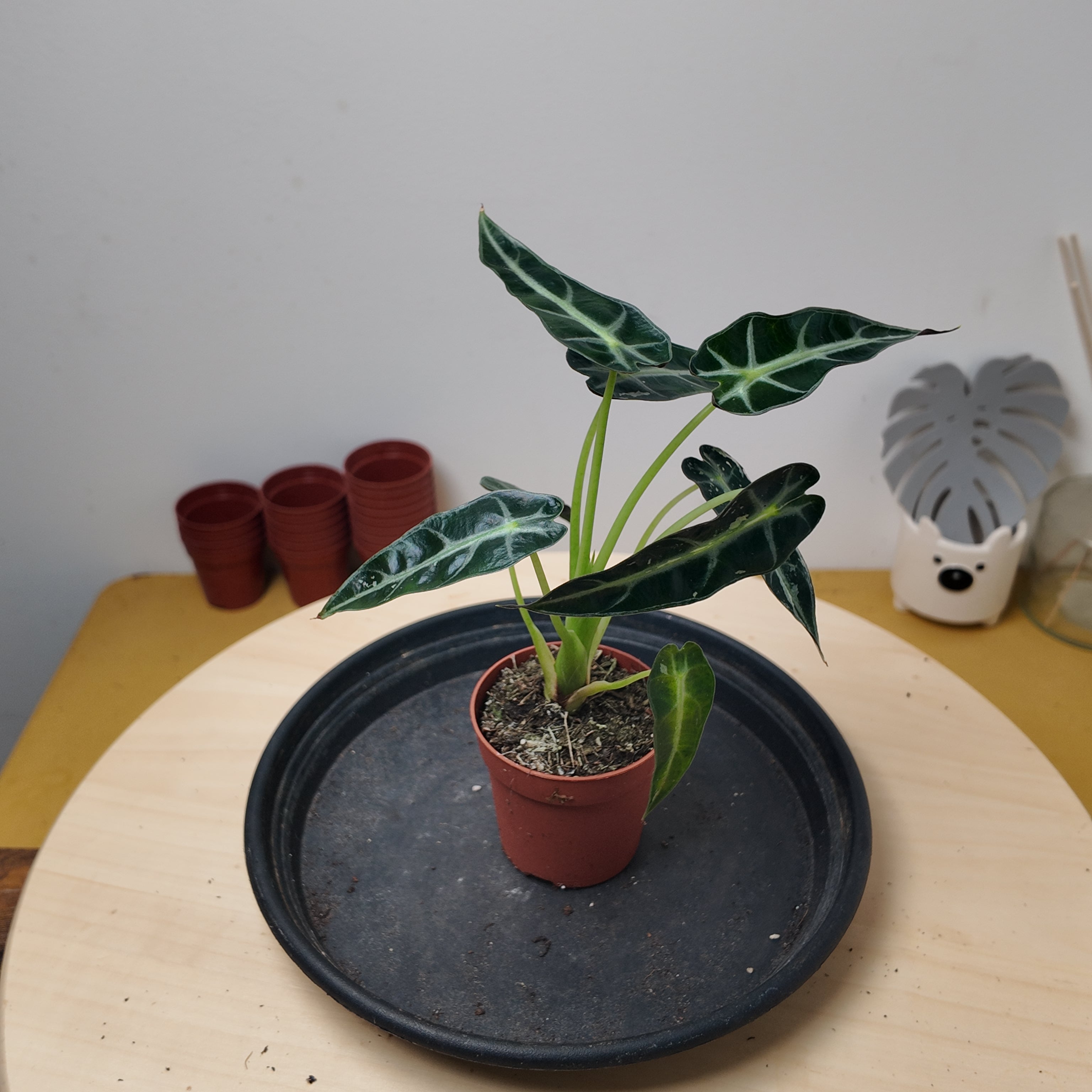 Alocasia BAMBINO
