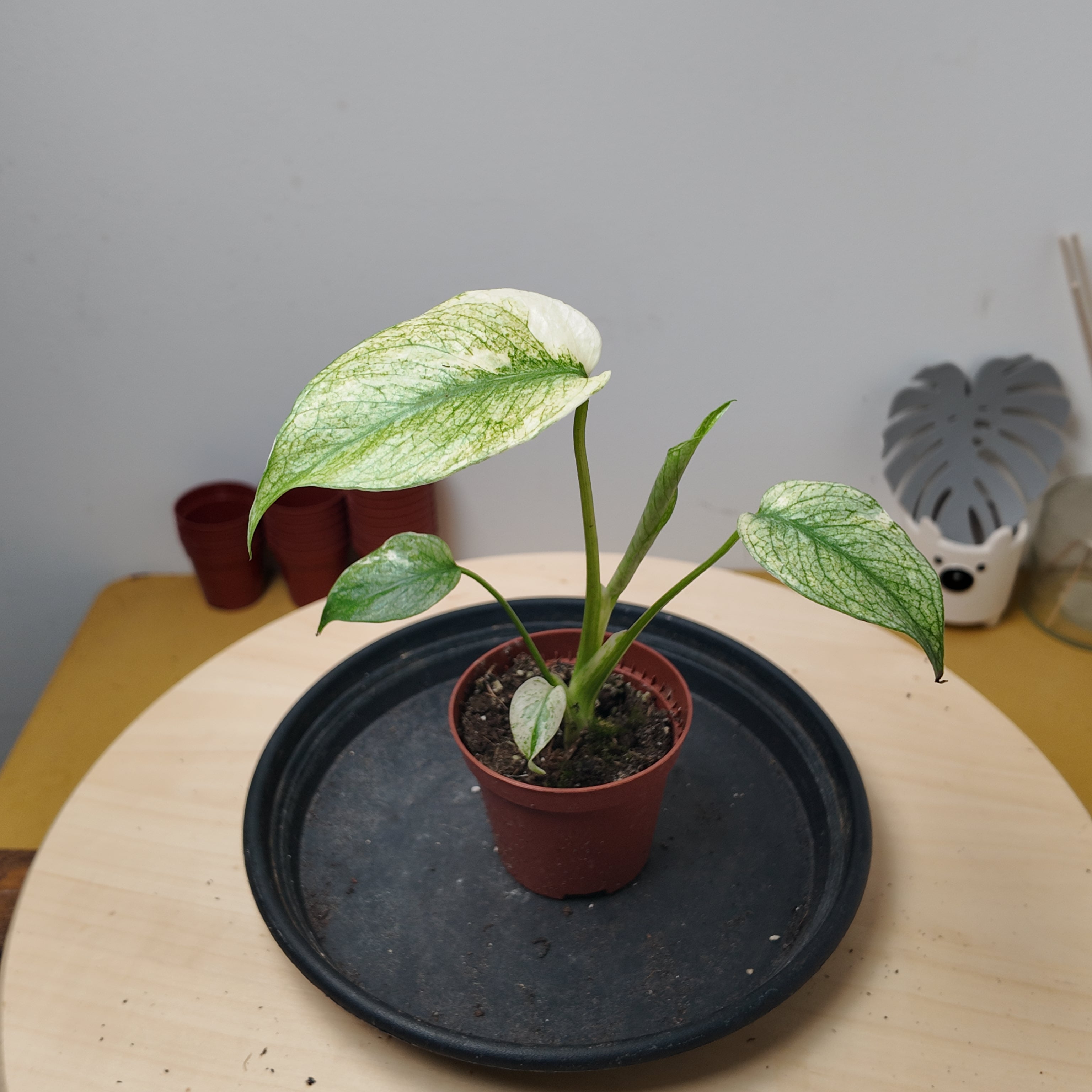 Monstera mint