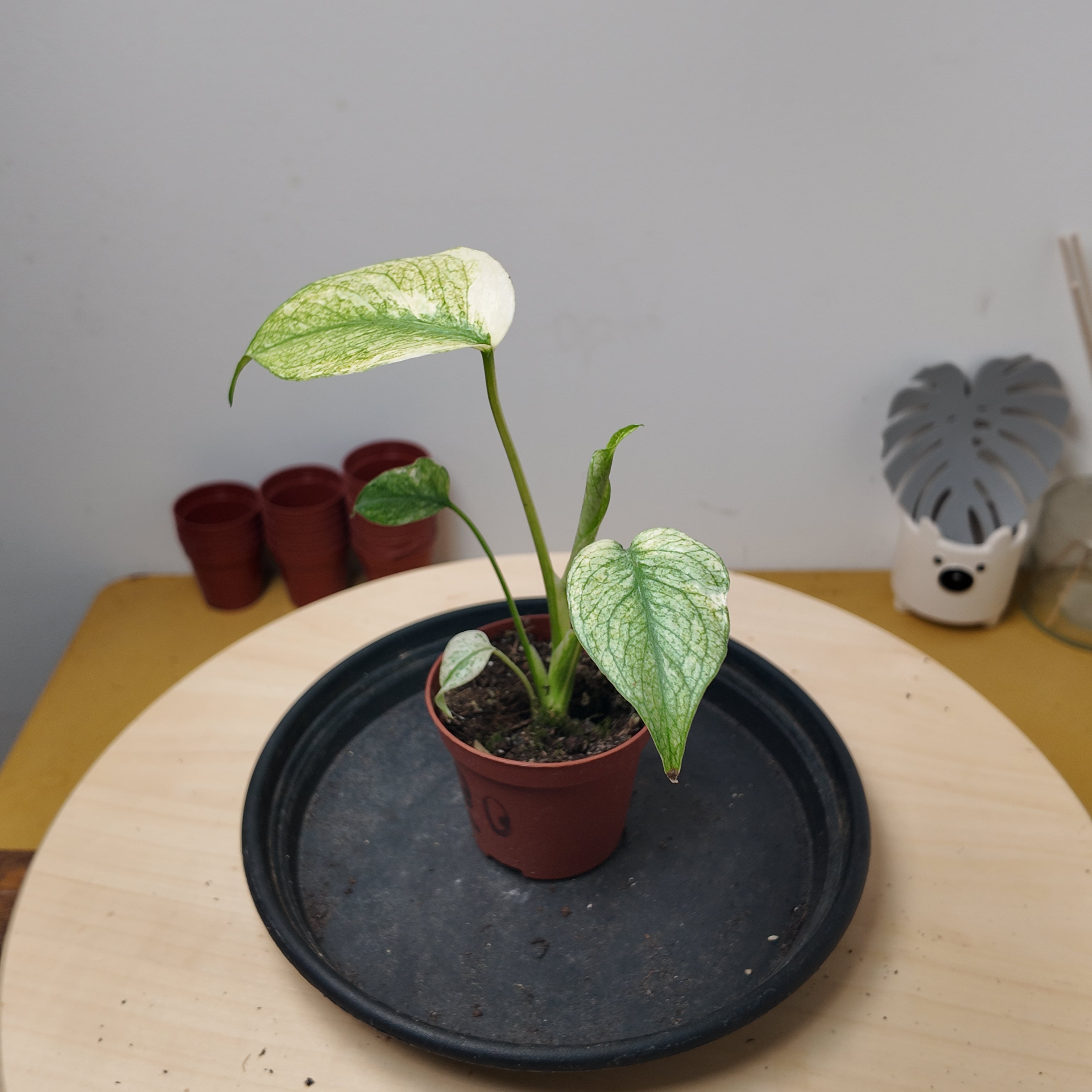 Monstera mint