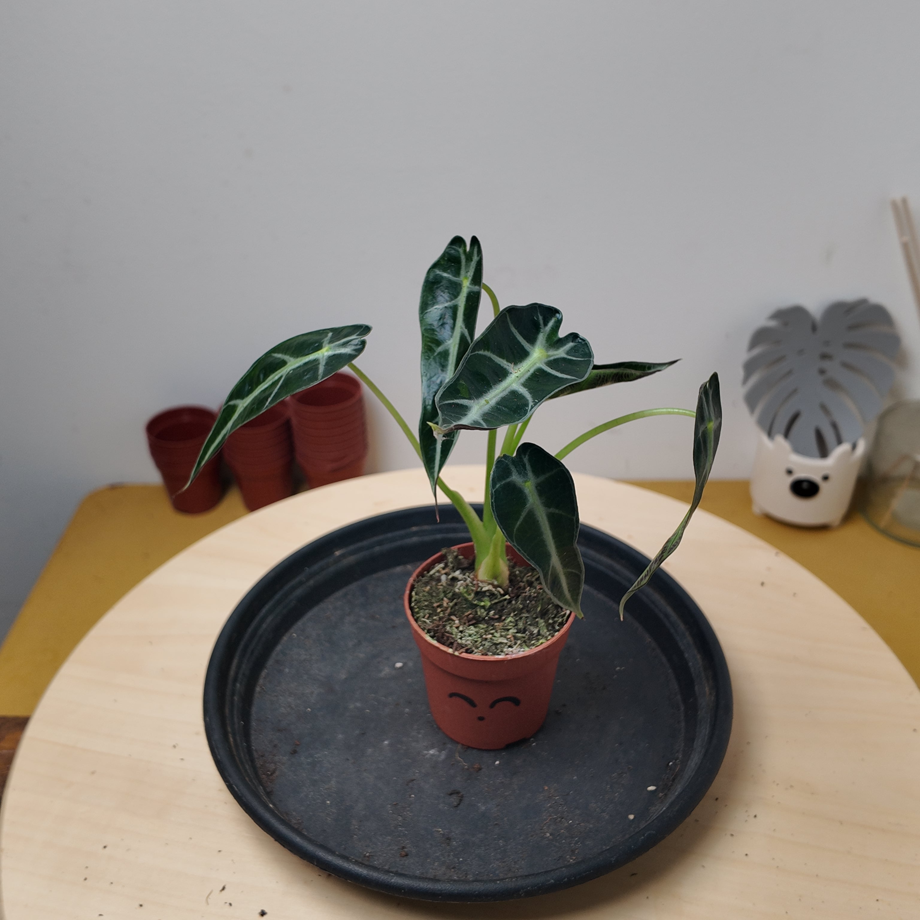 Alocasia BAMBINO