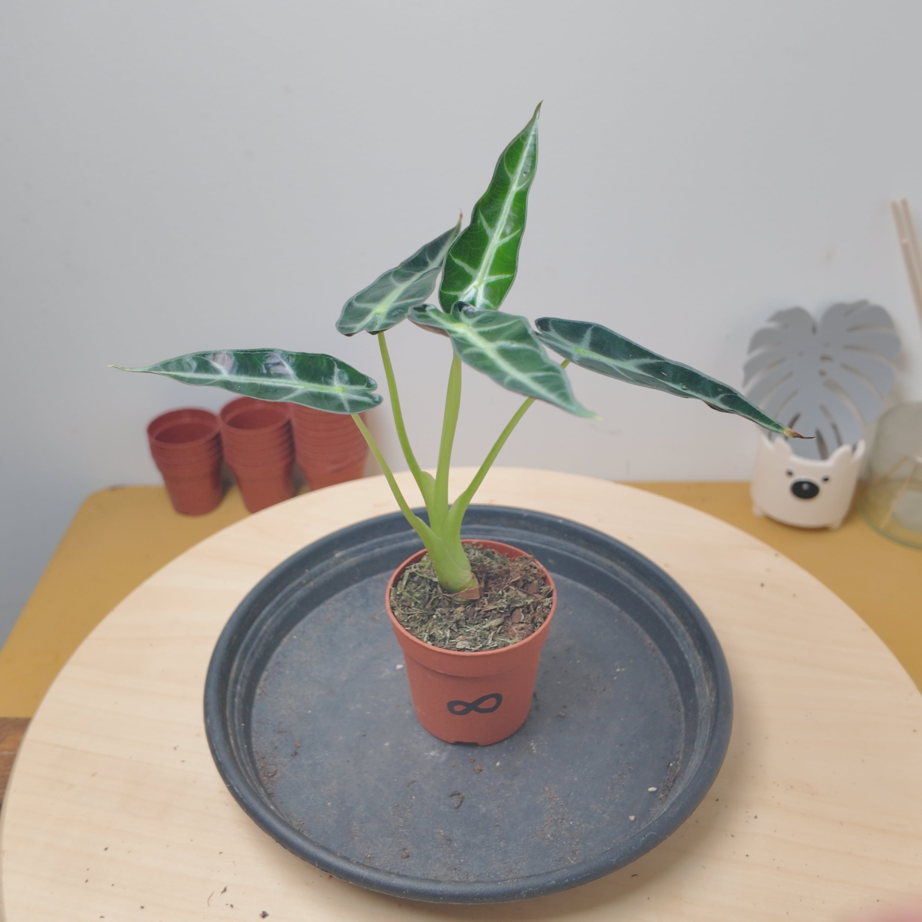 Alocasia BAMBINO