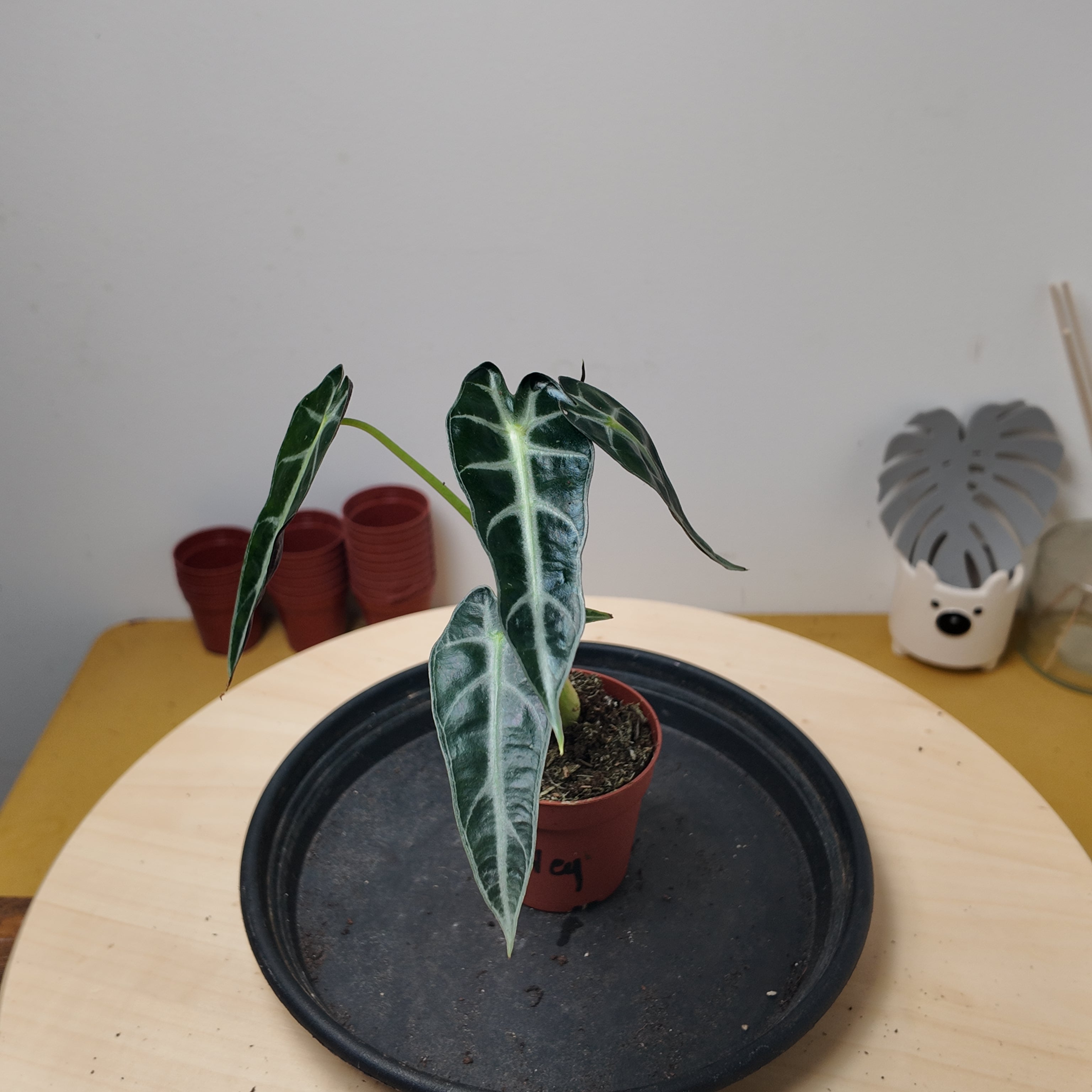 Alocasia BAMBINO