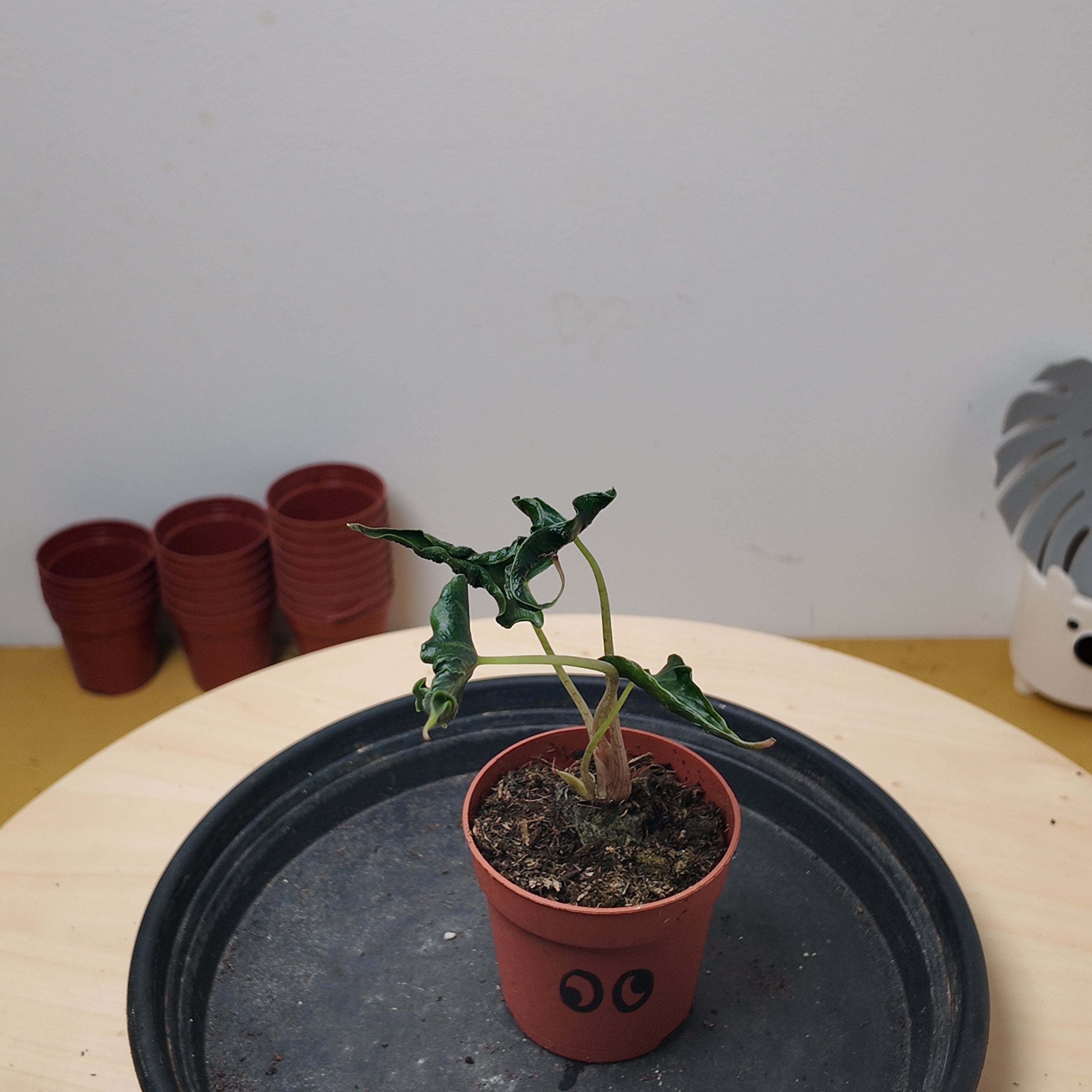 Alocasia LOCO