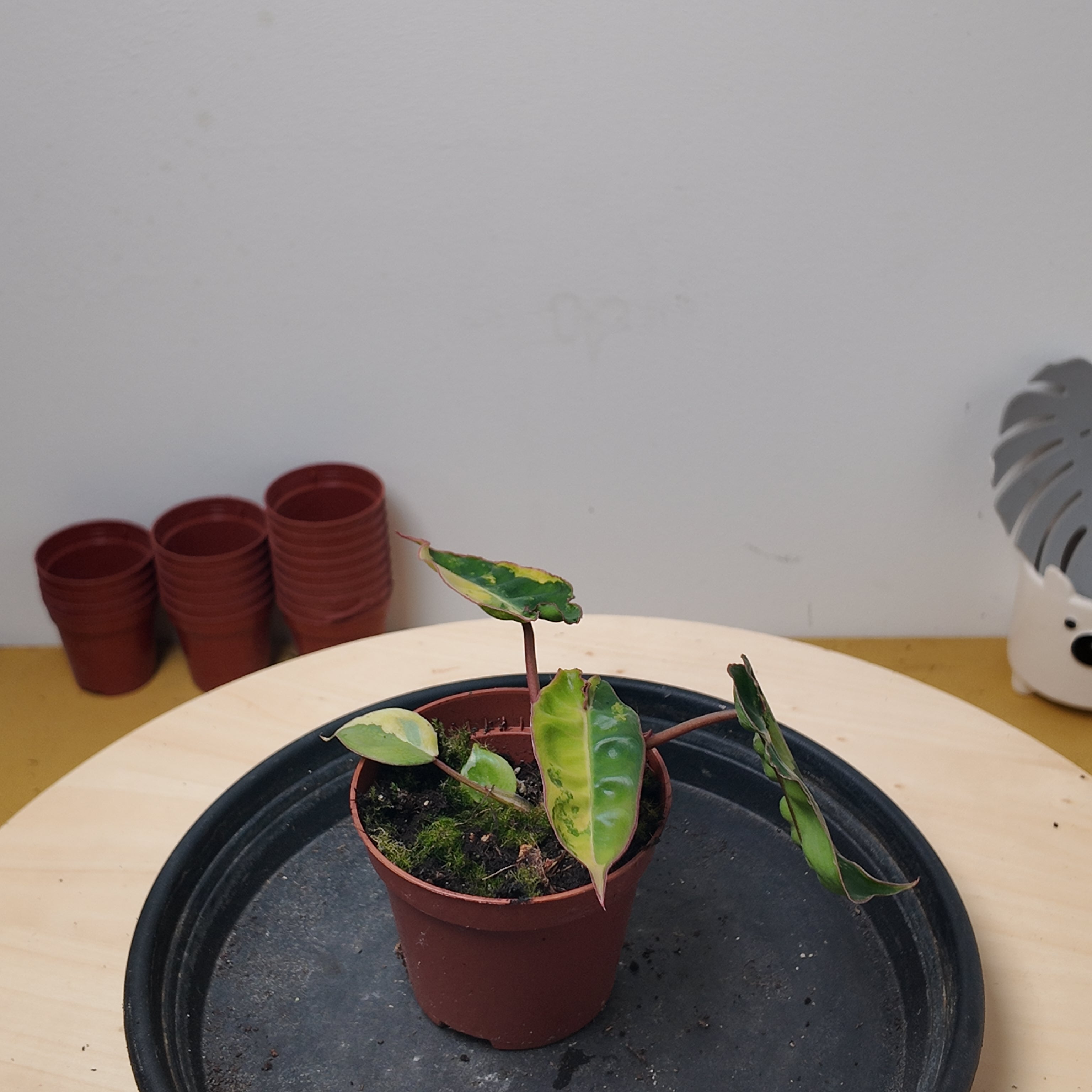Philodendron billietiae 'Variegata'