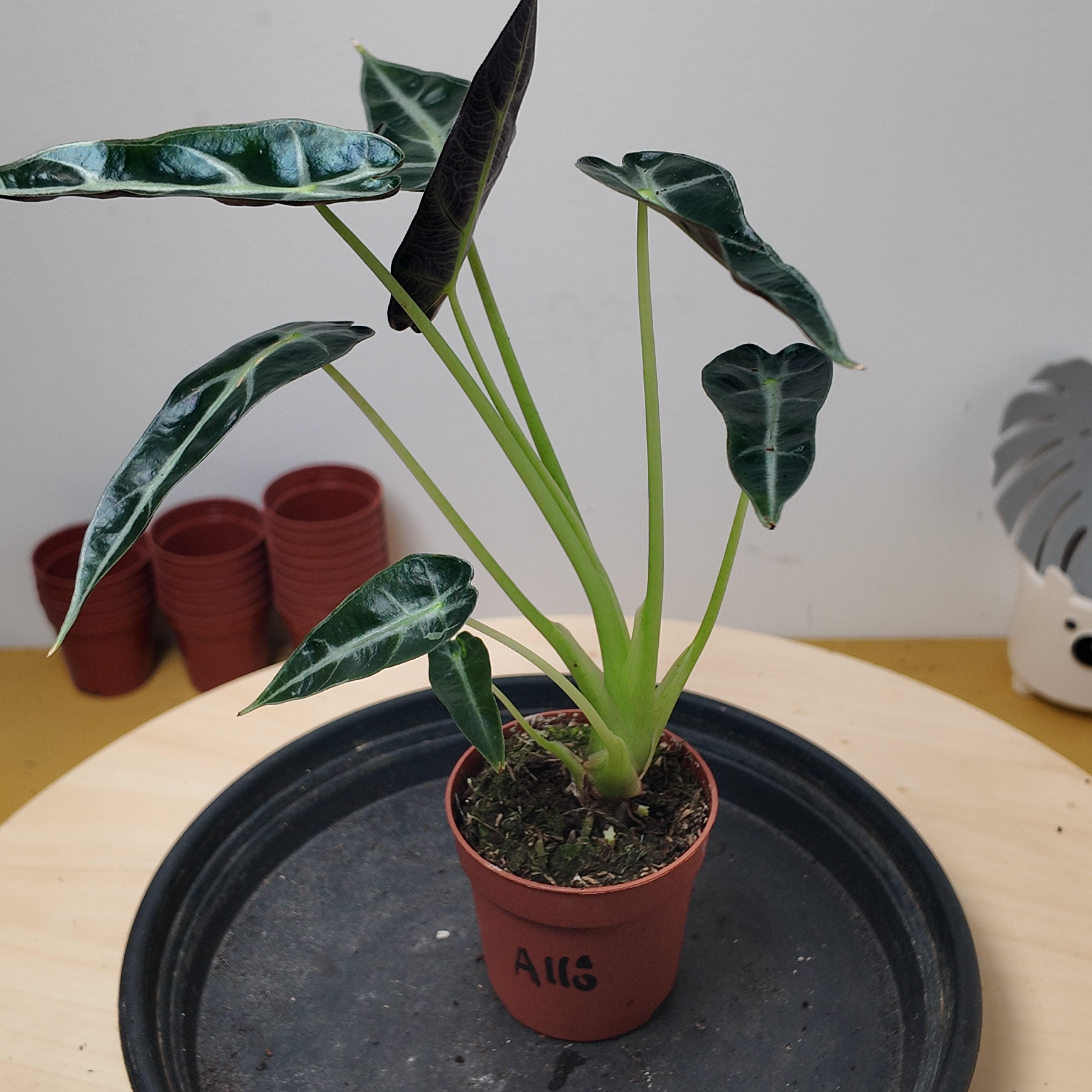 Alocasia BAMBINO