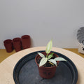 Philodendron florida gost