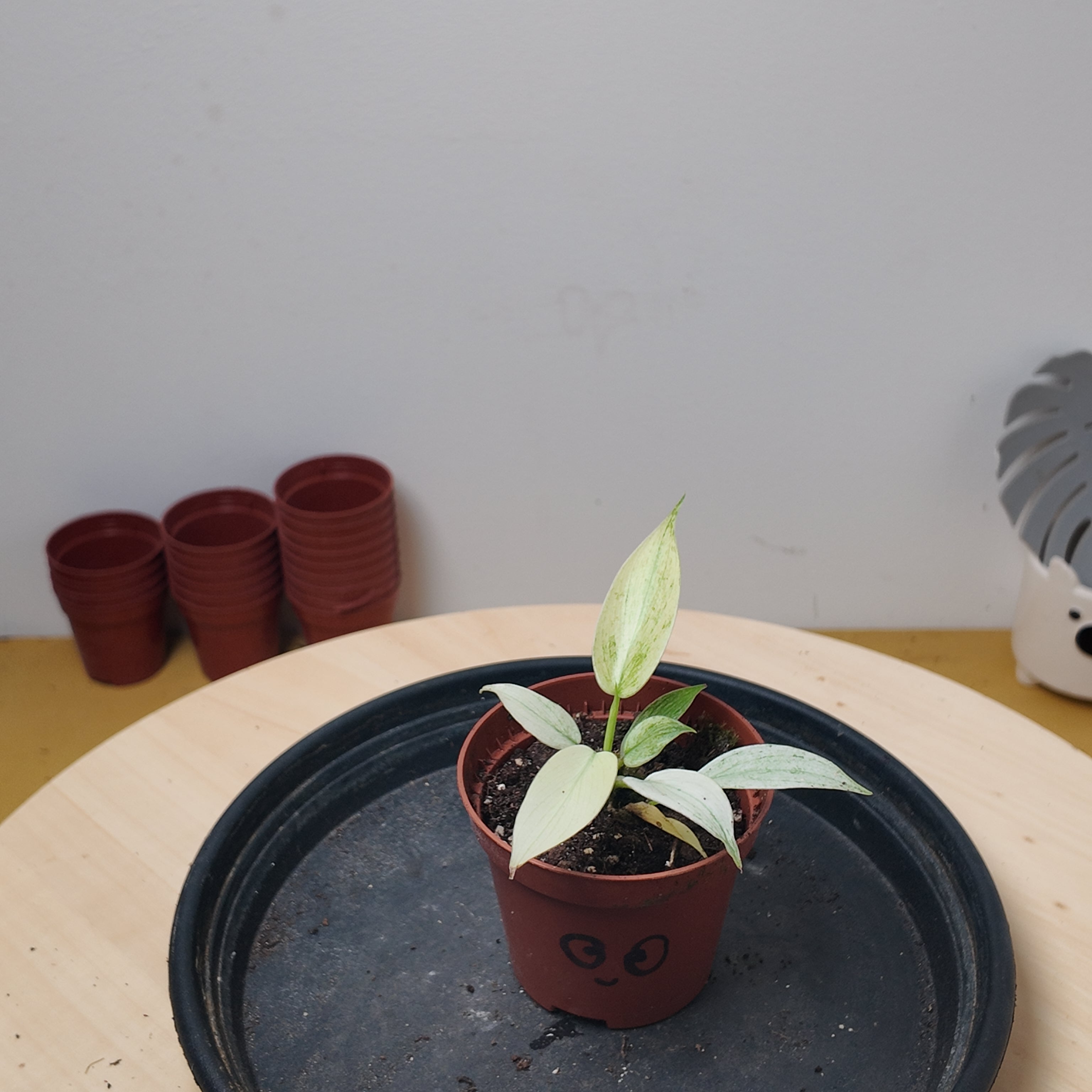 Philodendron florida gost
