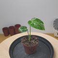 Monstera deliciosa 'Bulbasaur'