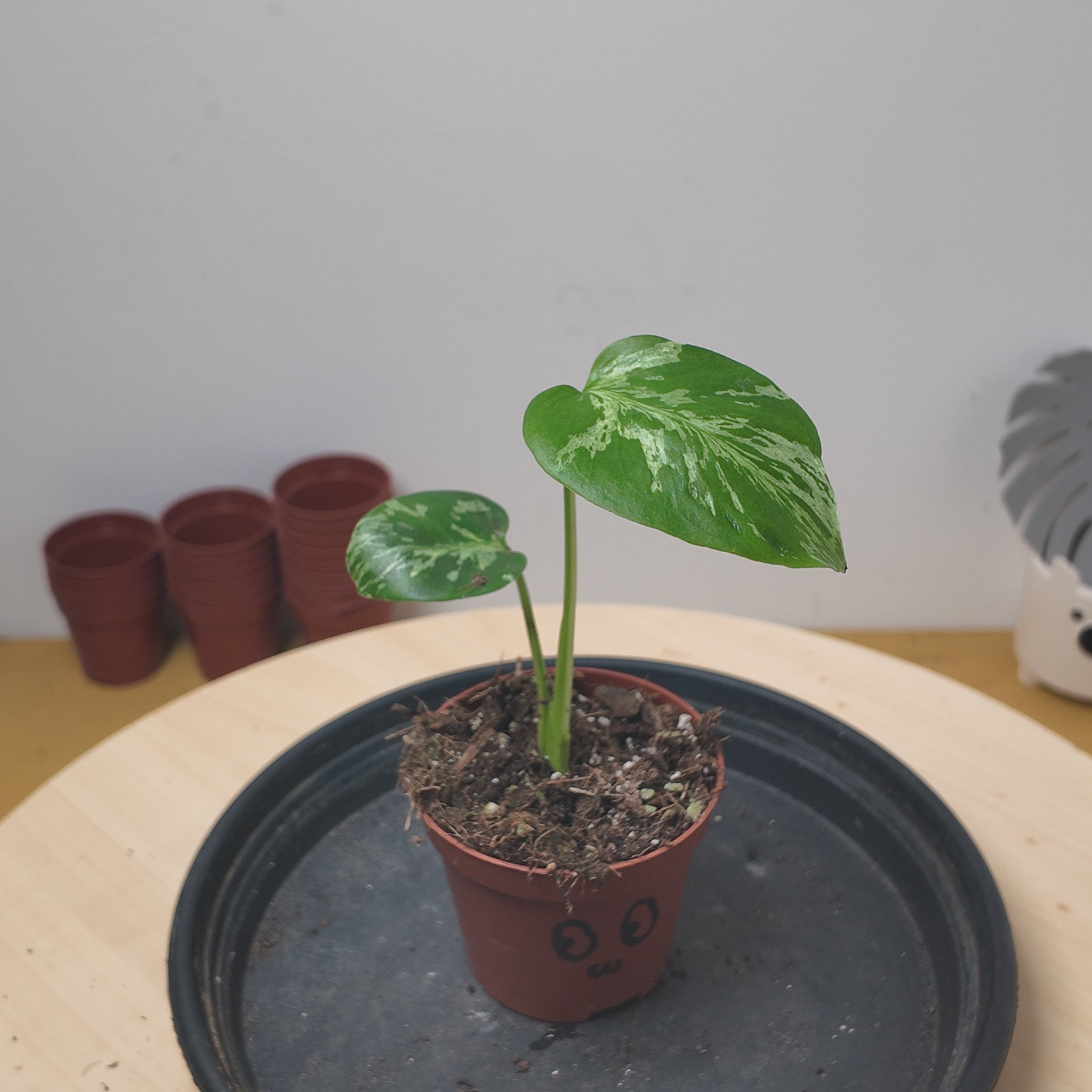 Monstera deliciosa 'Bulbasaur'