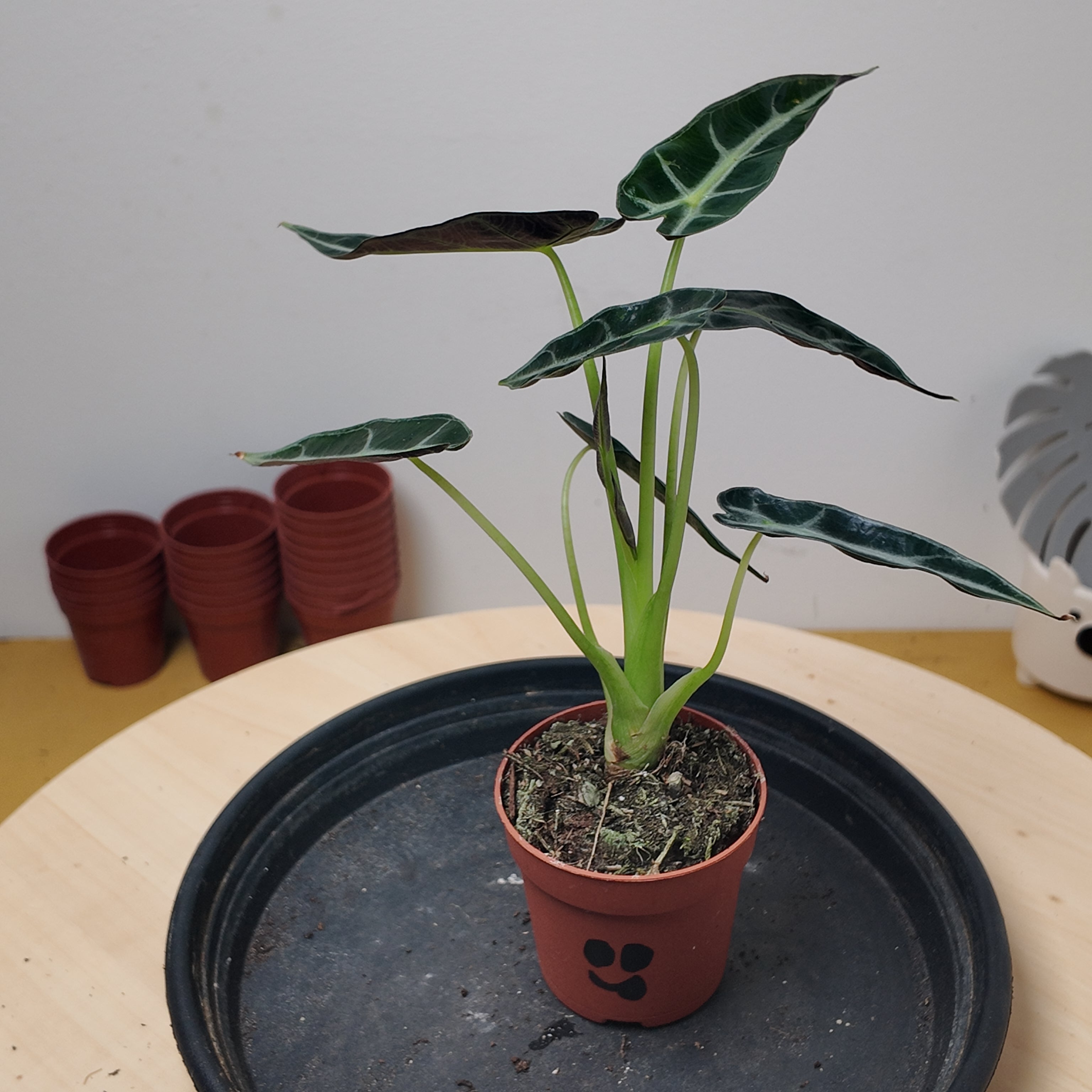 Alocasia BAMBINO