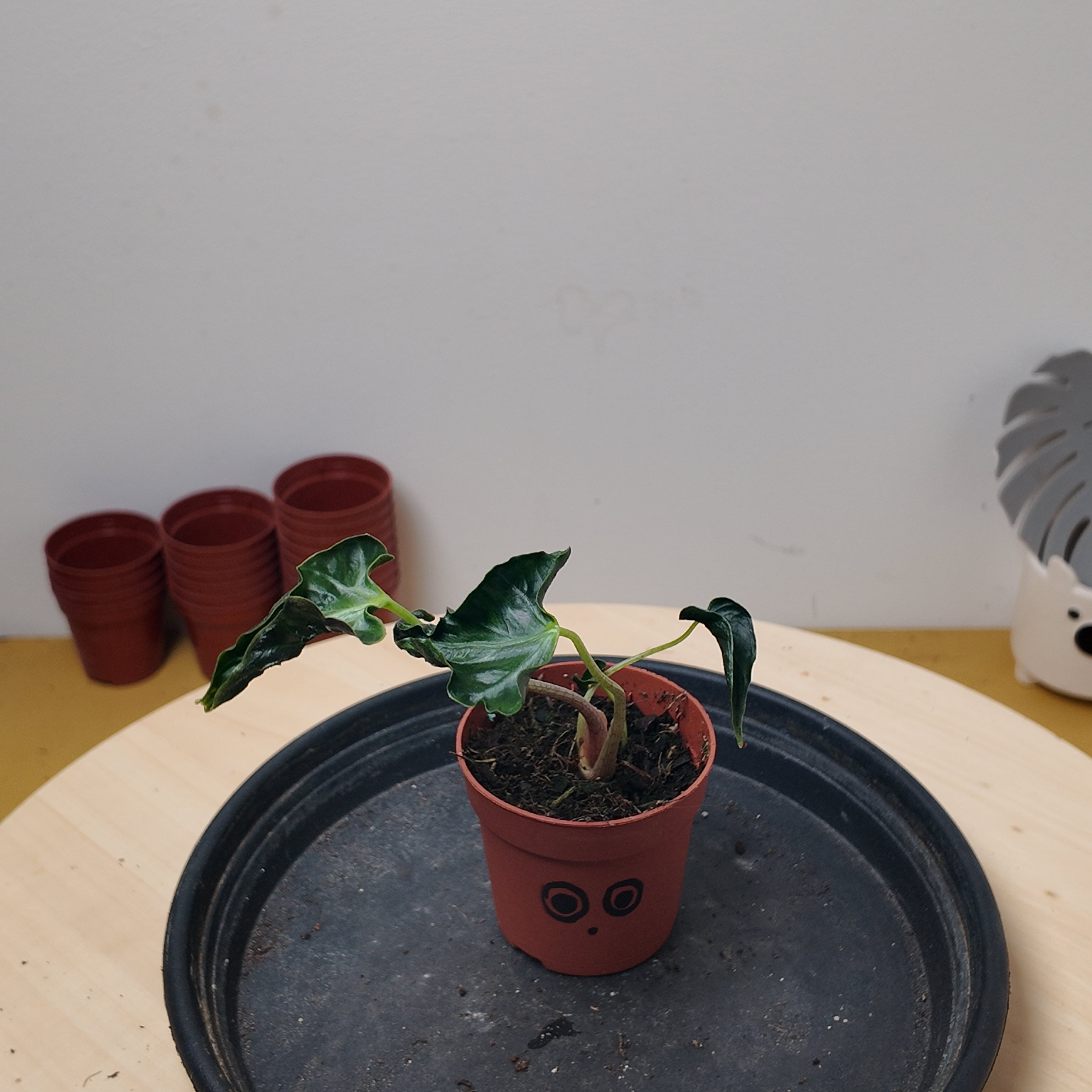 Alocasia LOCO