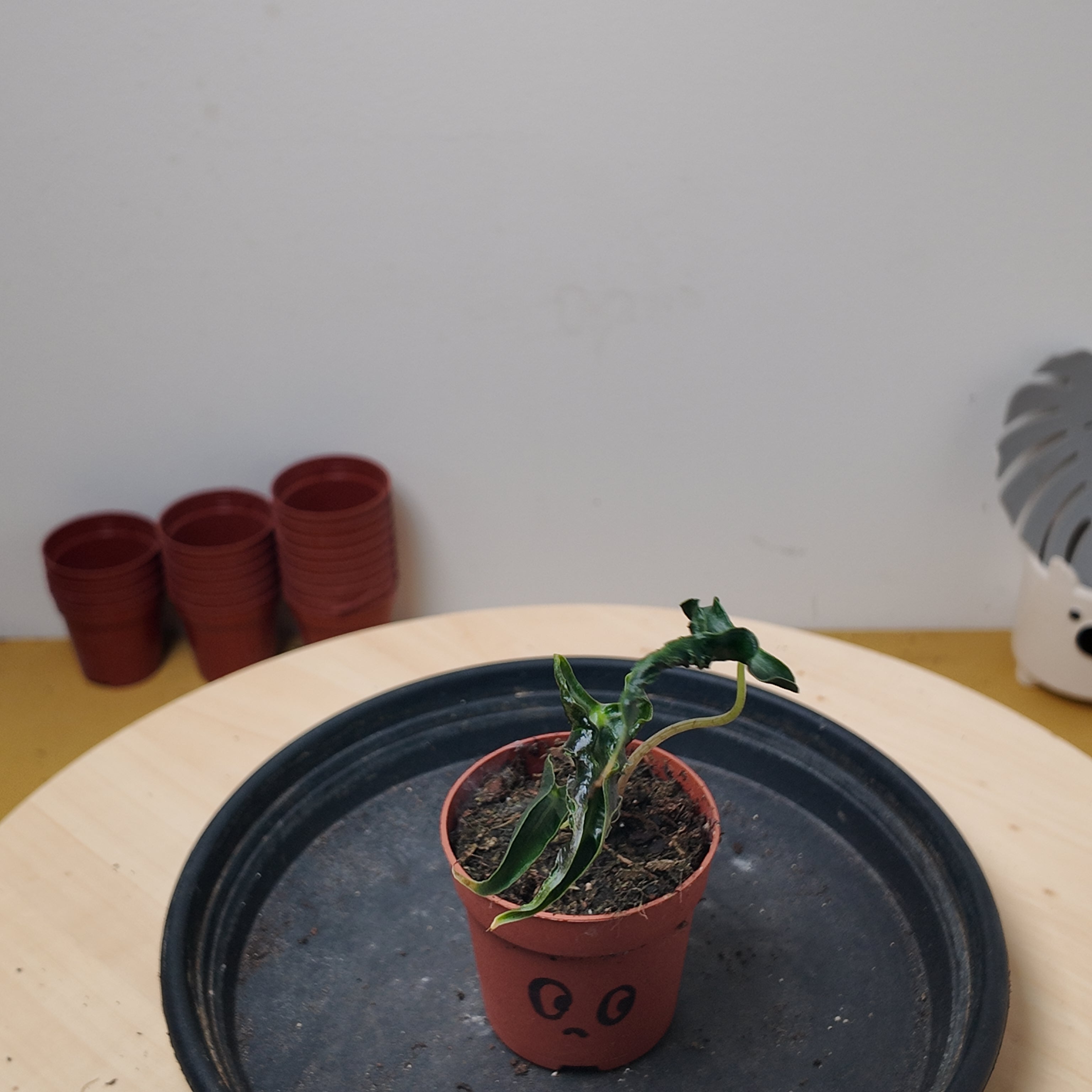 Alocasia LOCO