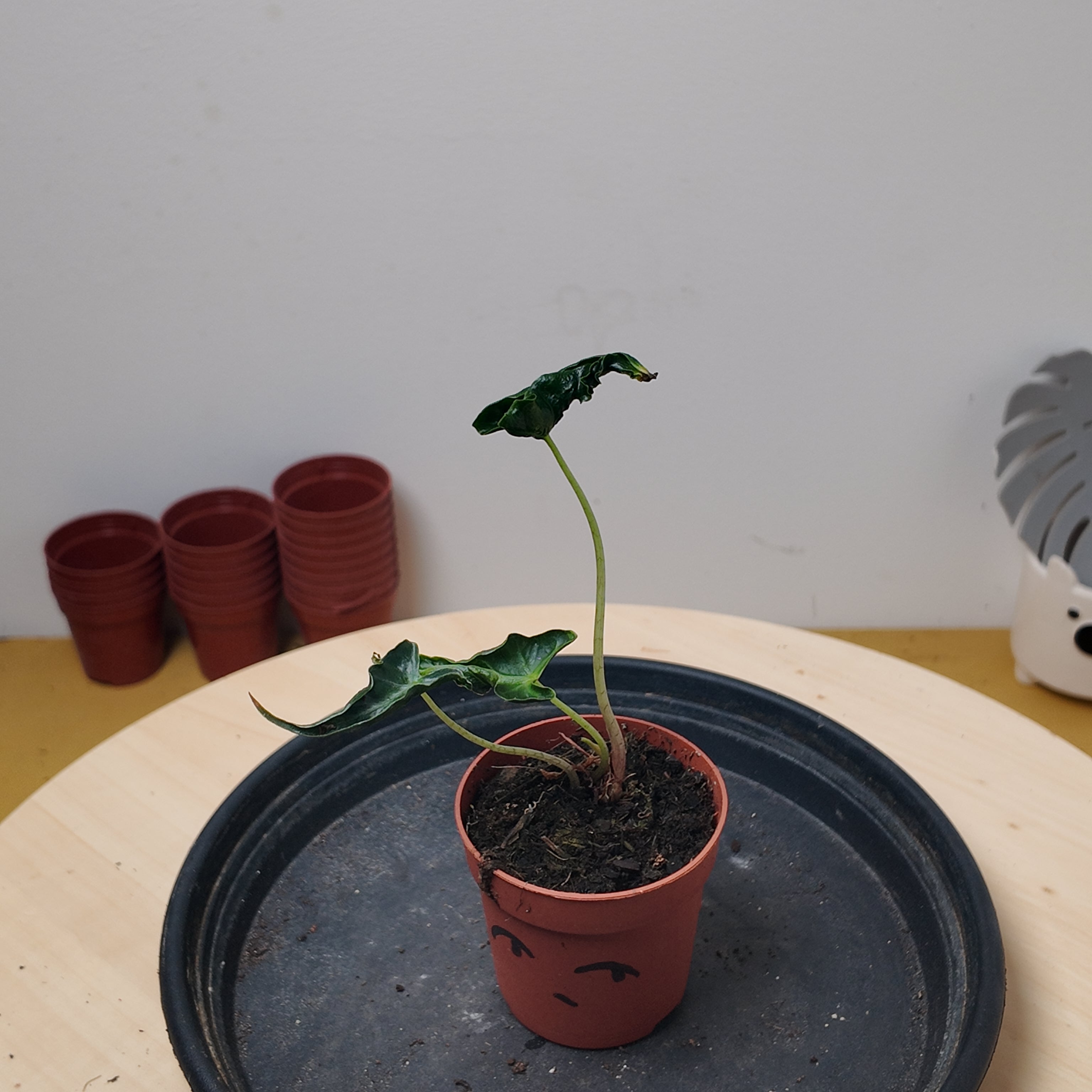 Alocasia LOCO