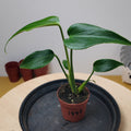 Monstera burle marx flame