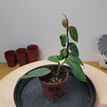 Philodendron burle-marxii 'Fantasy'