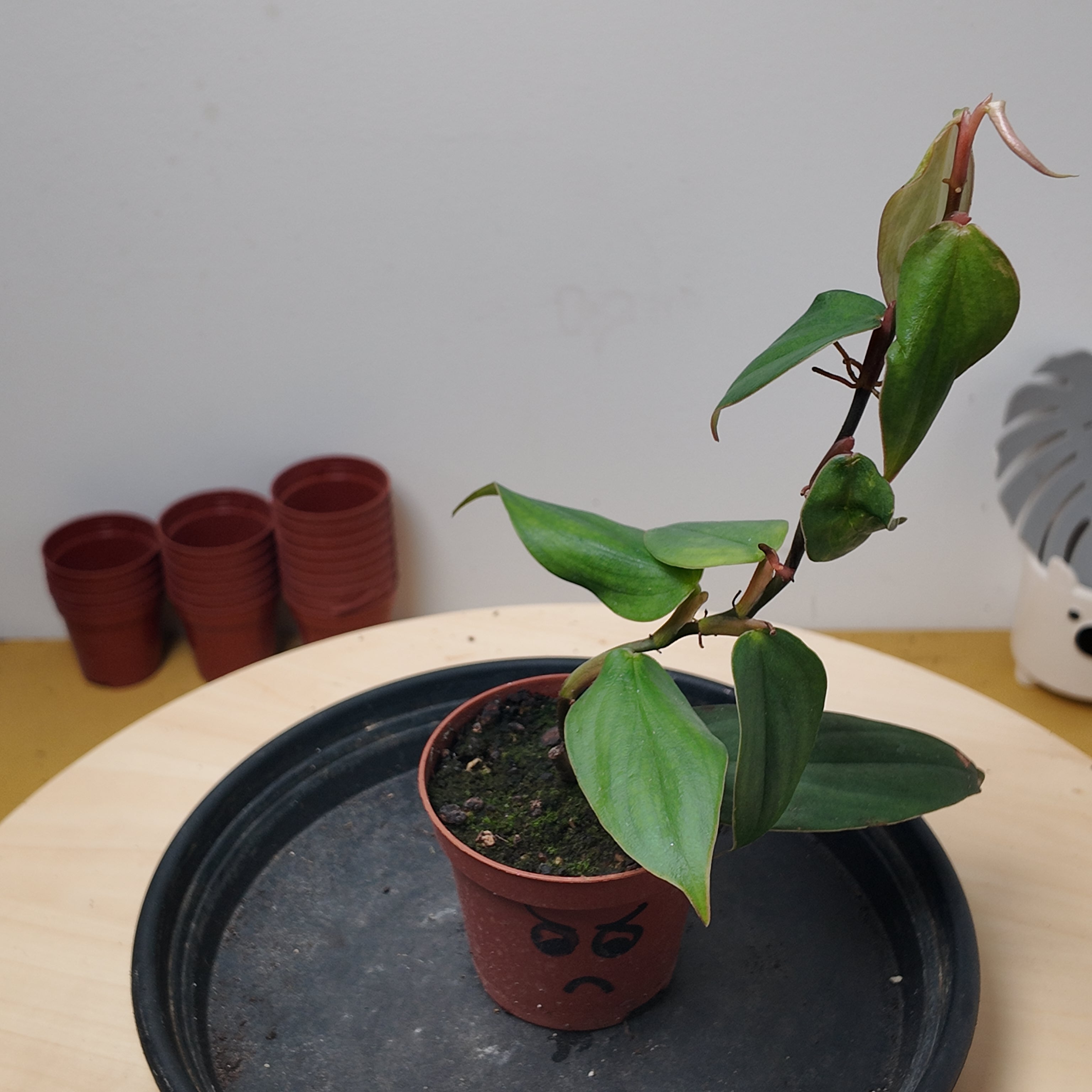 Philodendron burle-marxii 'Fantasy'