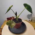 Alocasia wentii 'Variegata'