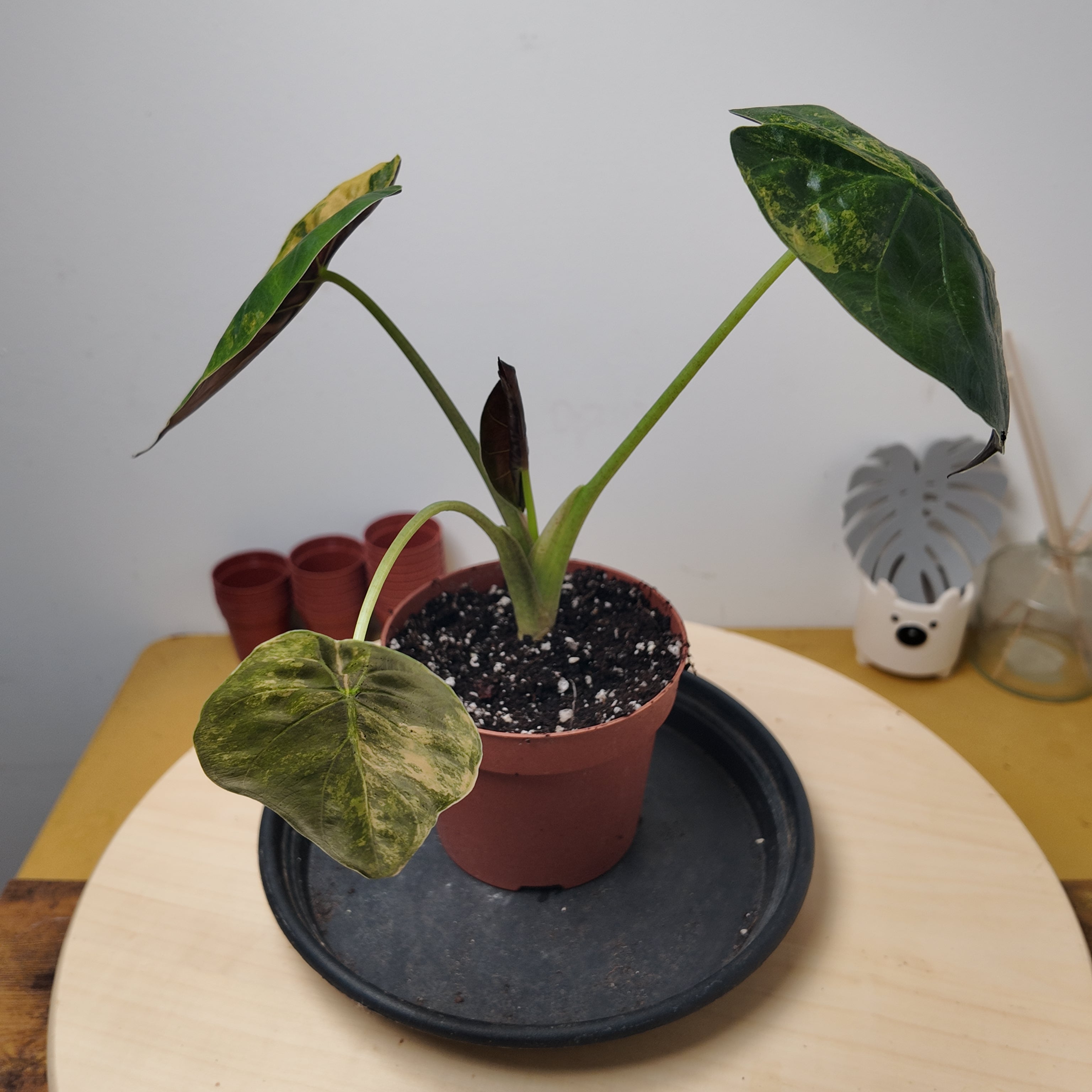 Alocasia wentii 'Variegata'