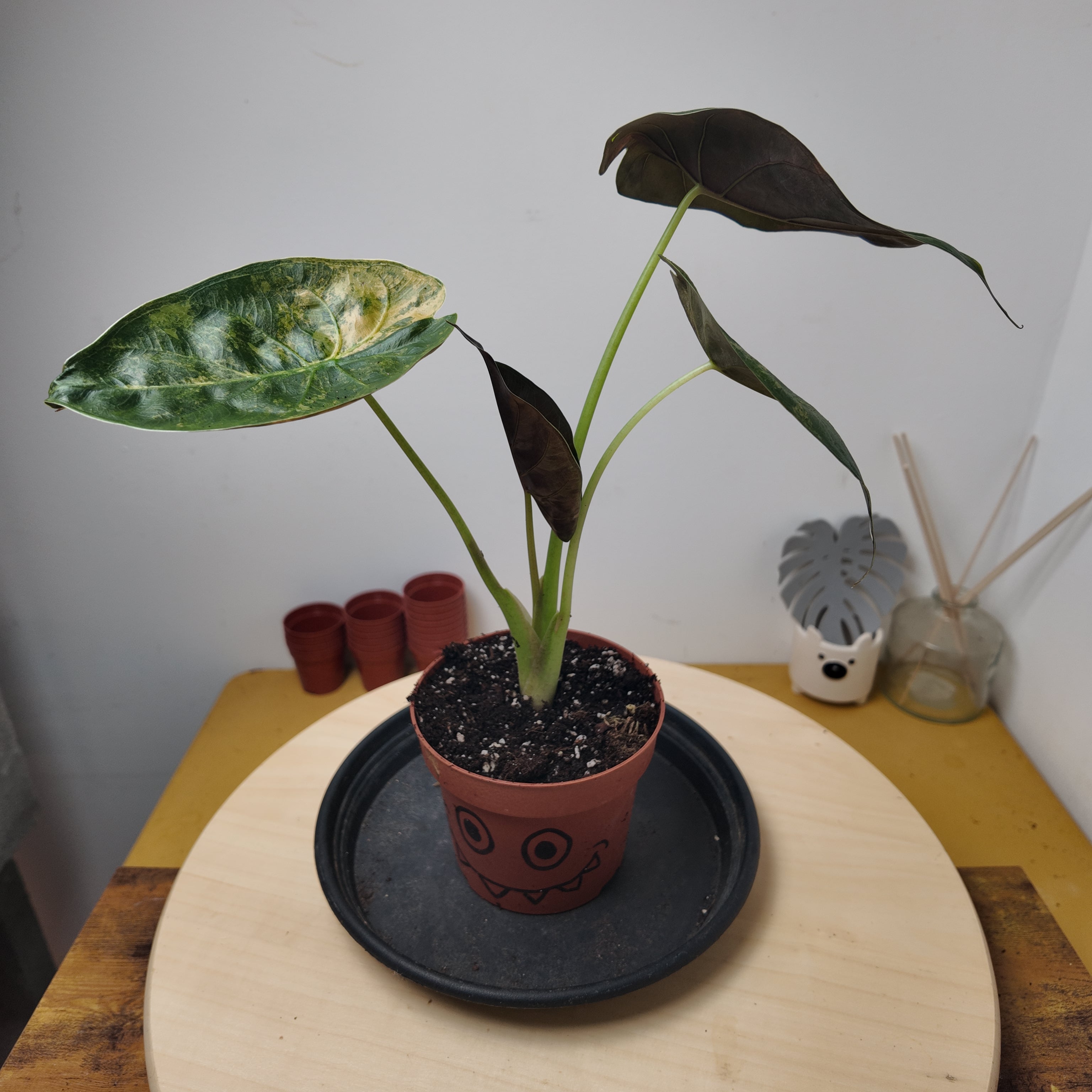 Alocasia wentii 'Variegata'