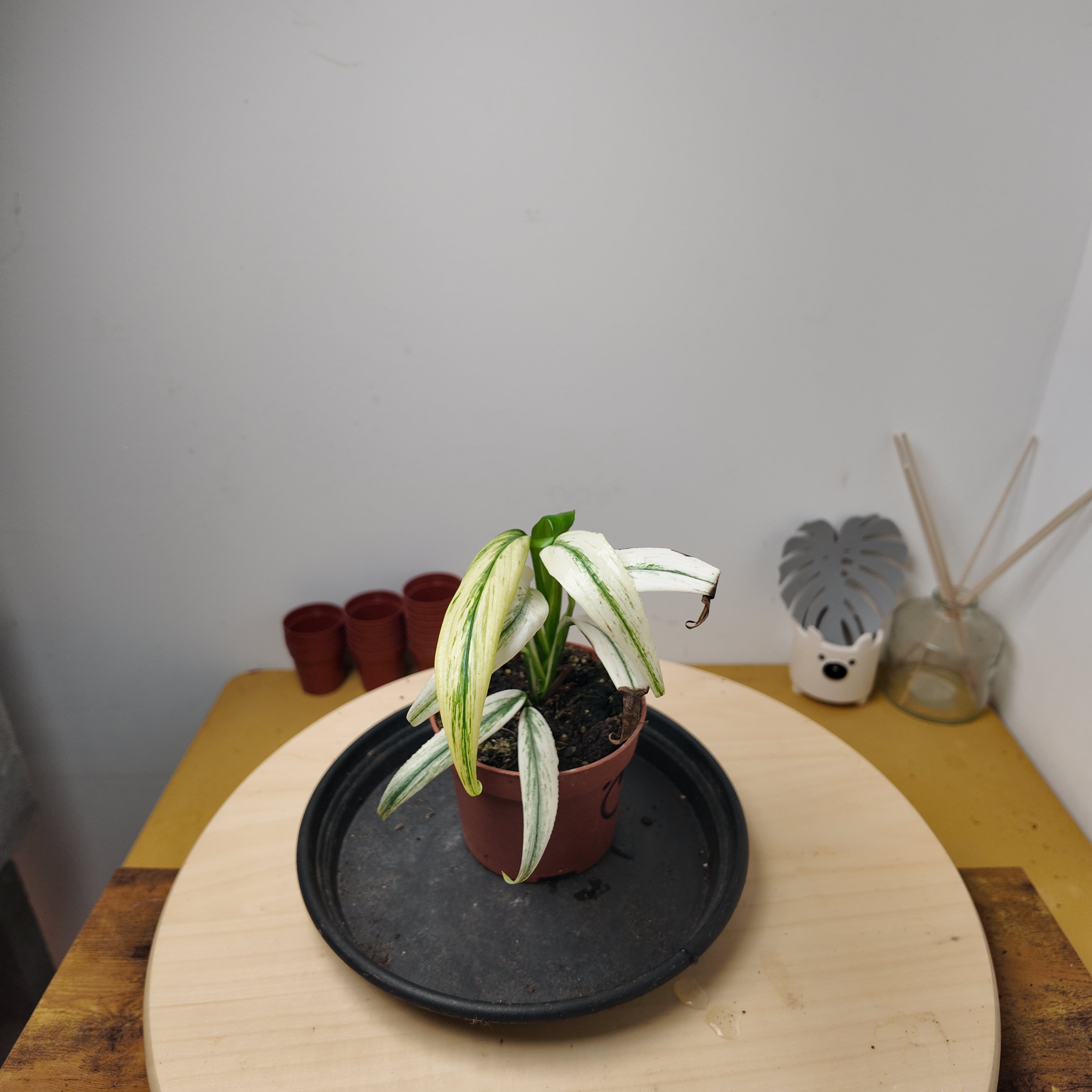 Epipremnum Amplissimum variegata
